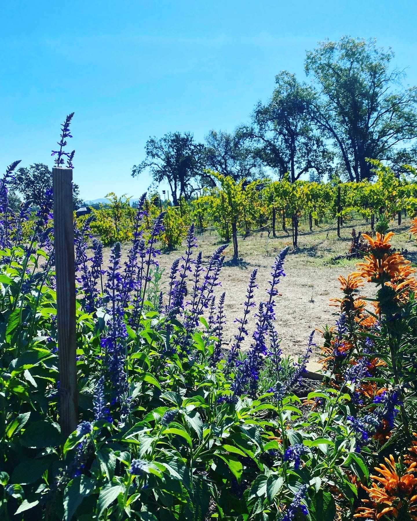 Farm plants