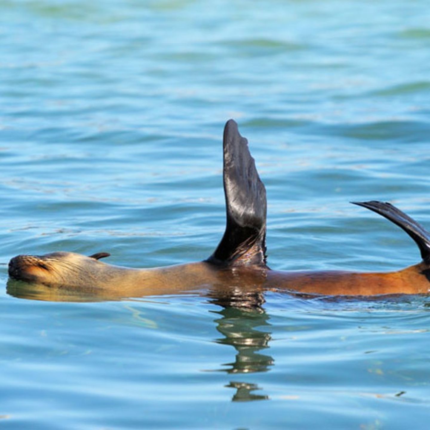 Sea Lion