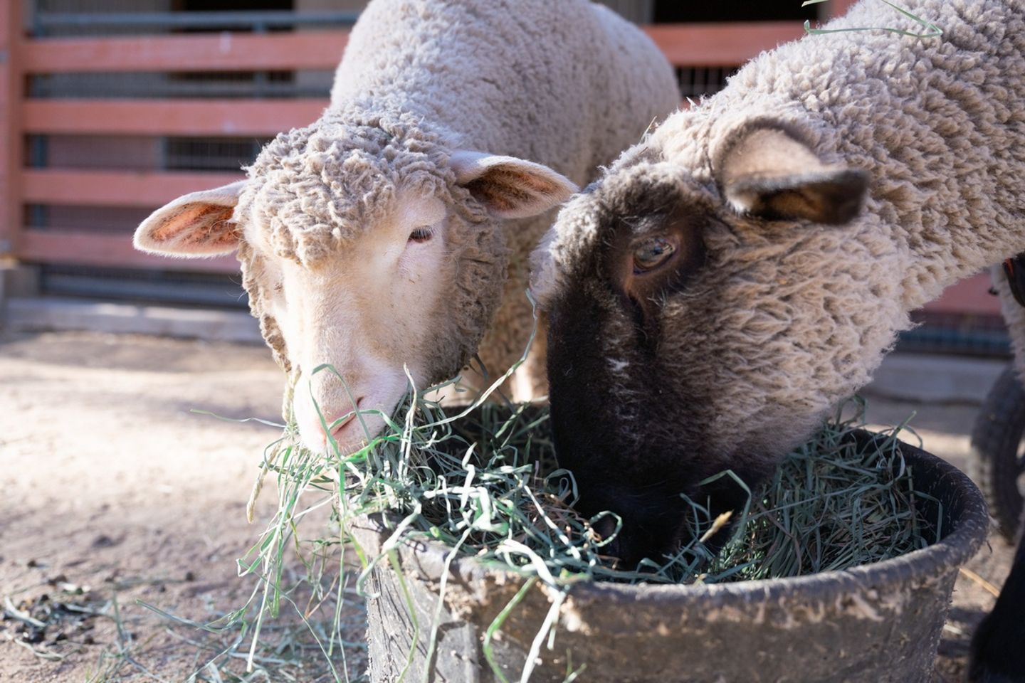 Sheep eating