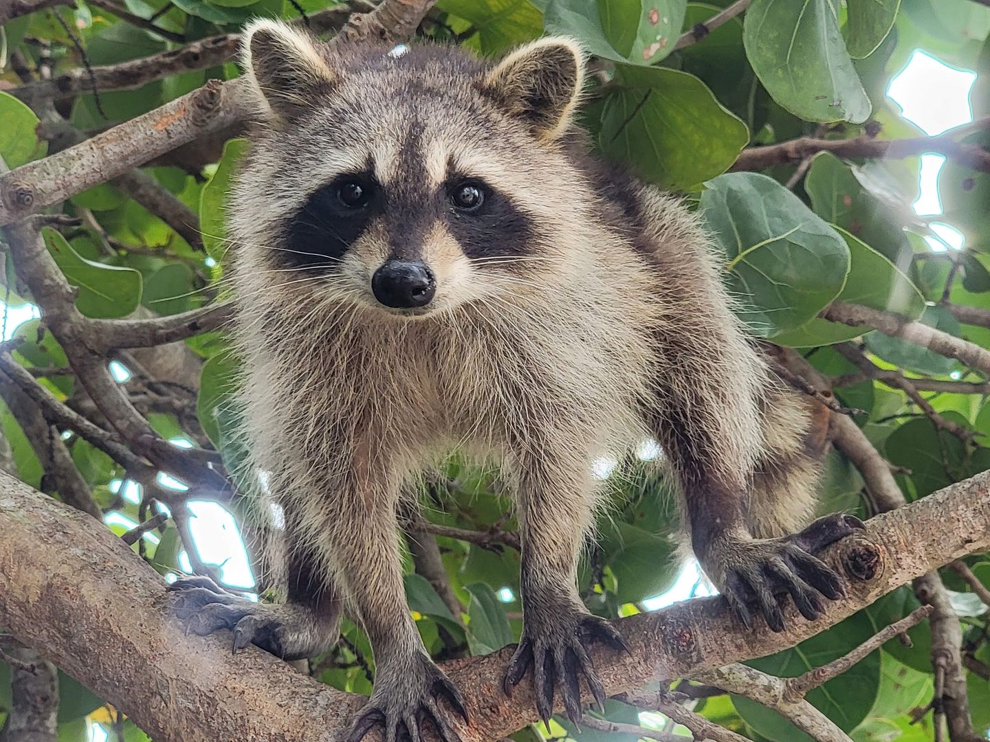 Racoon in tree