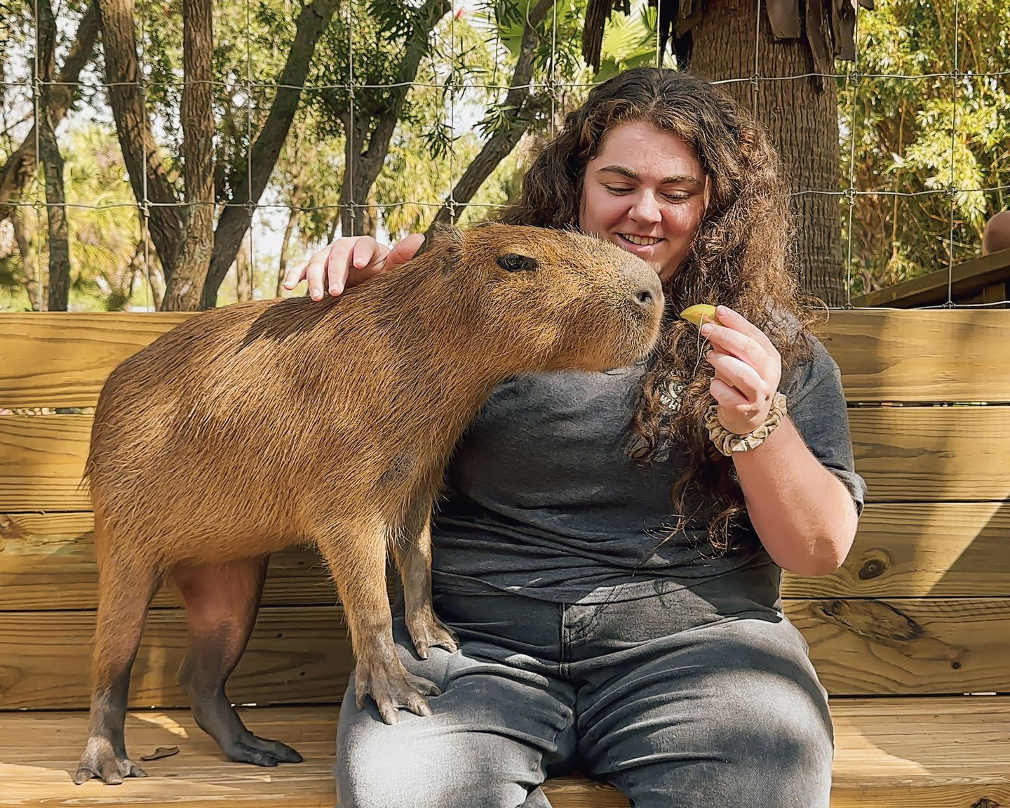 Capybara encounter