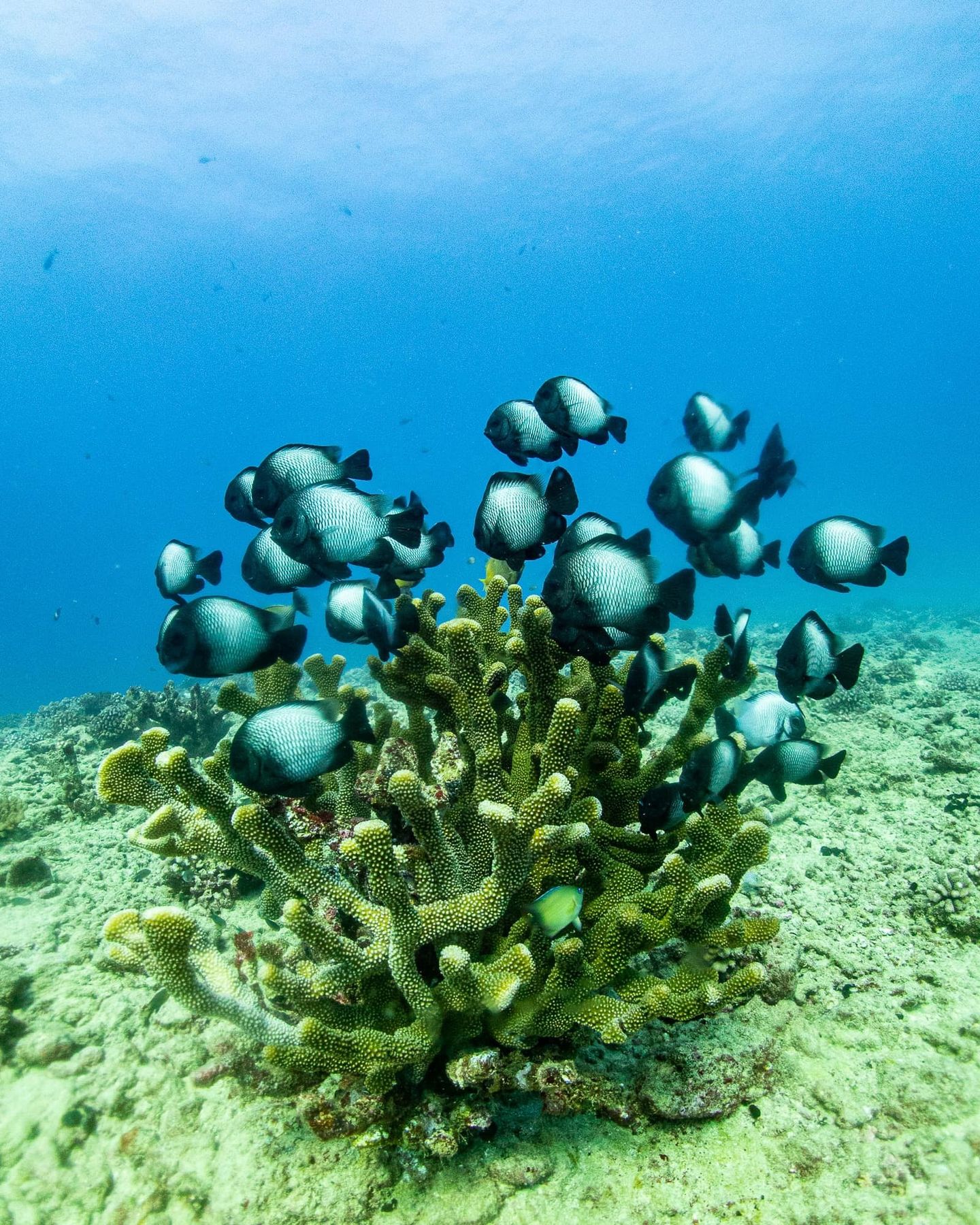 Fish in reef