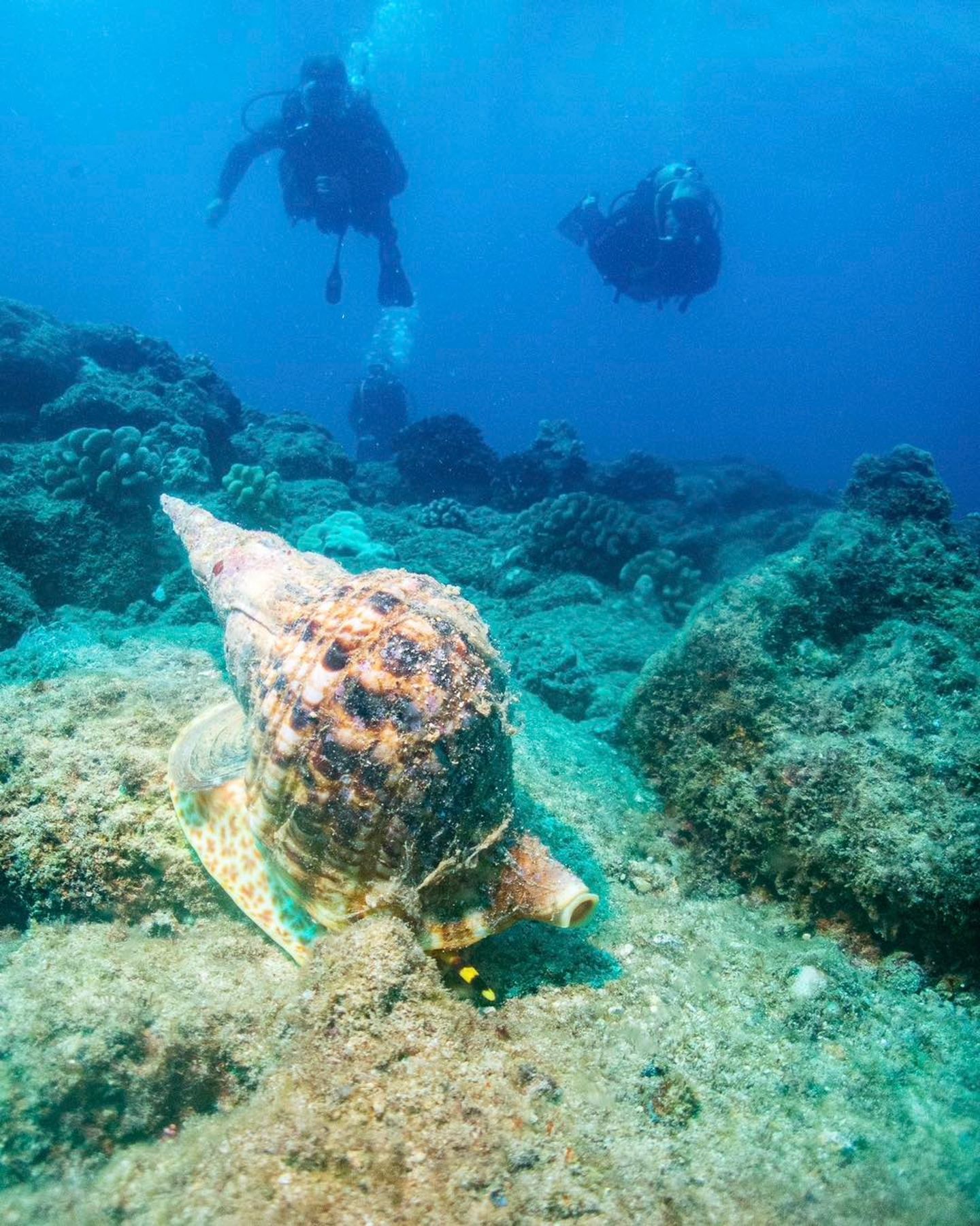 People scuba diving