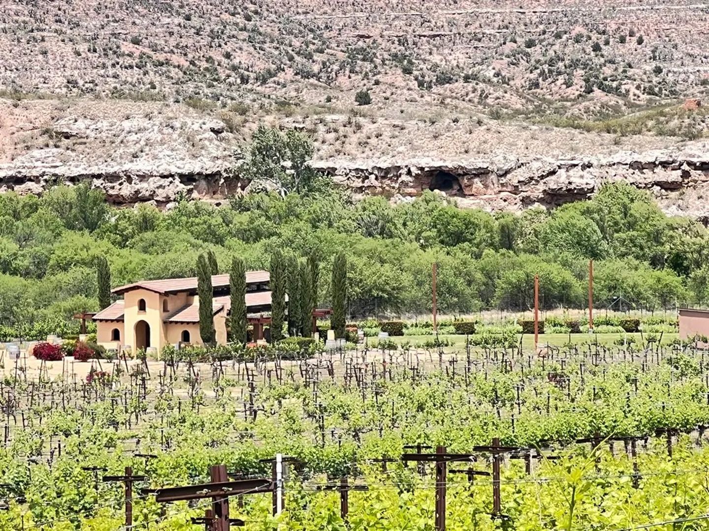 Vineyard