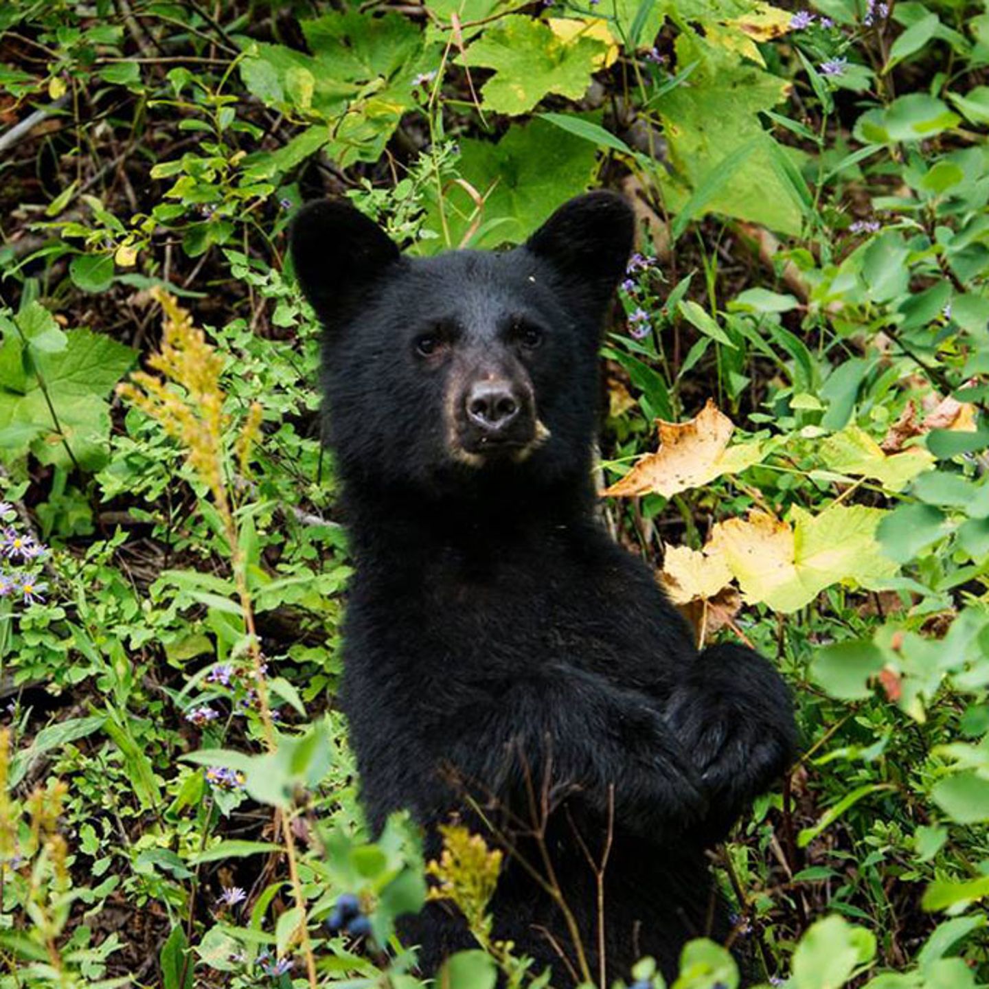 Black Bear at Yellowstone National Park
