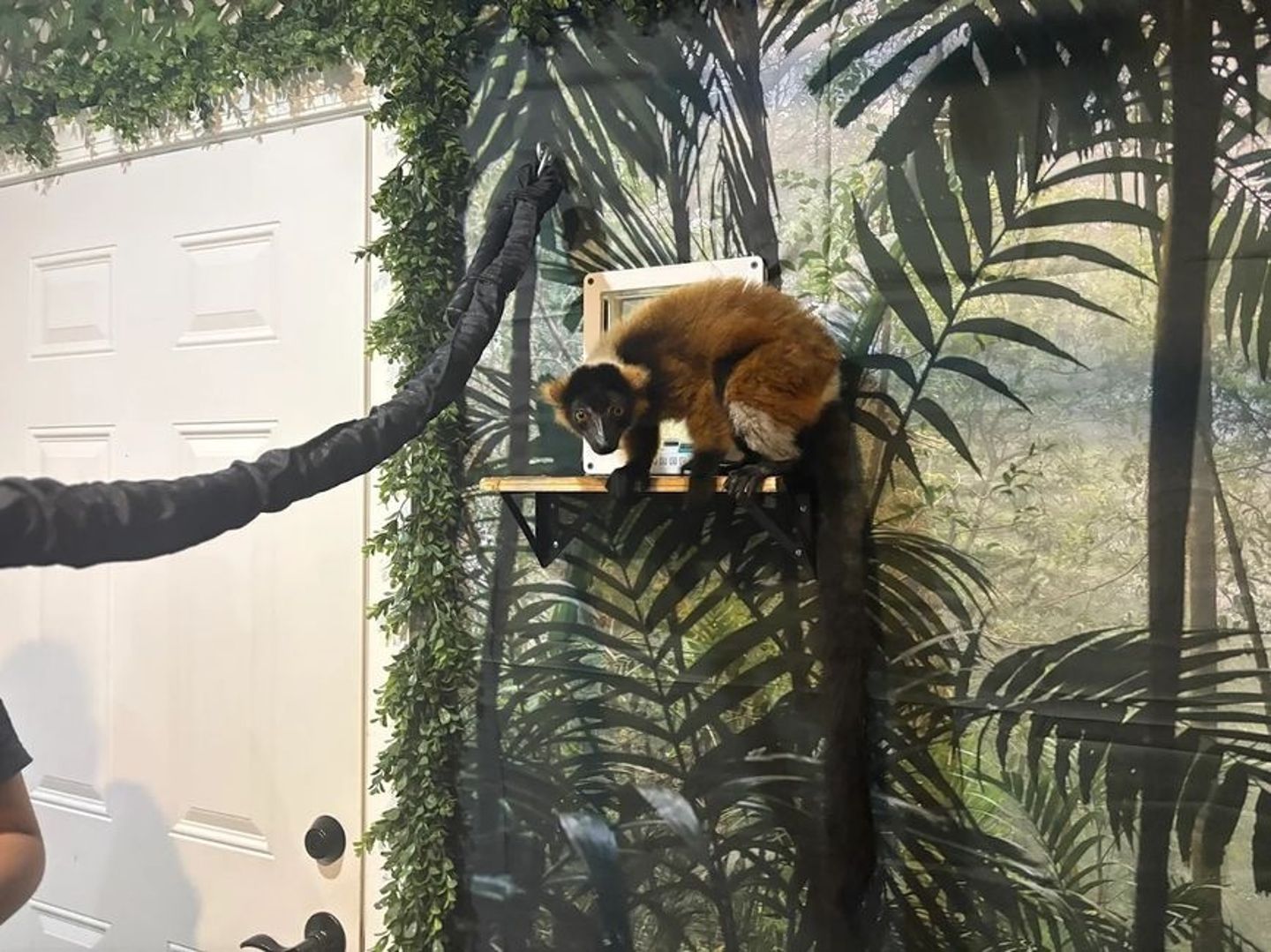 Lemur in room