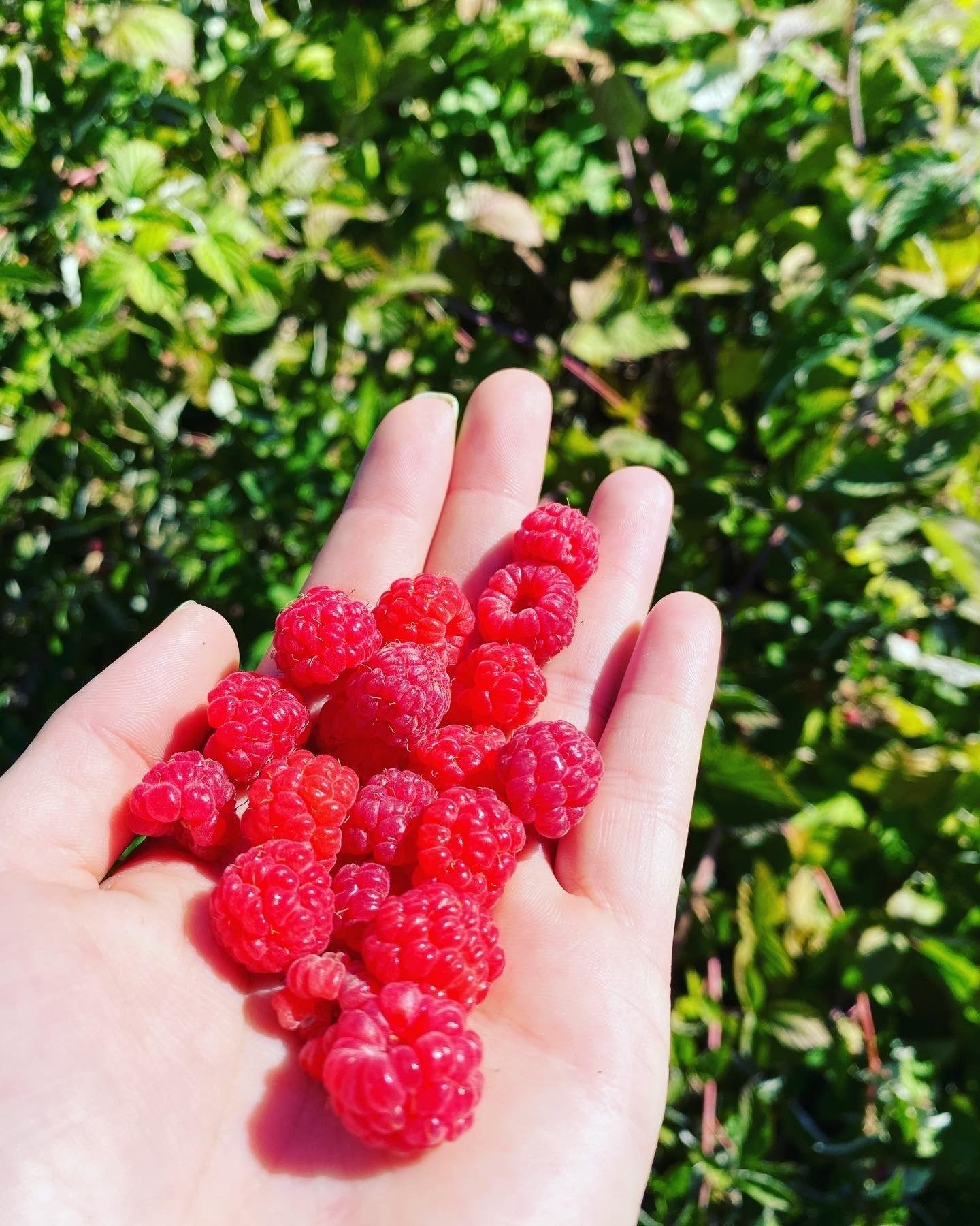 Fresh raspberries