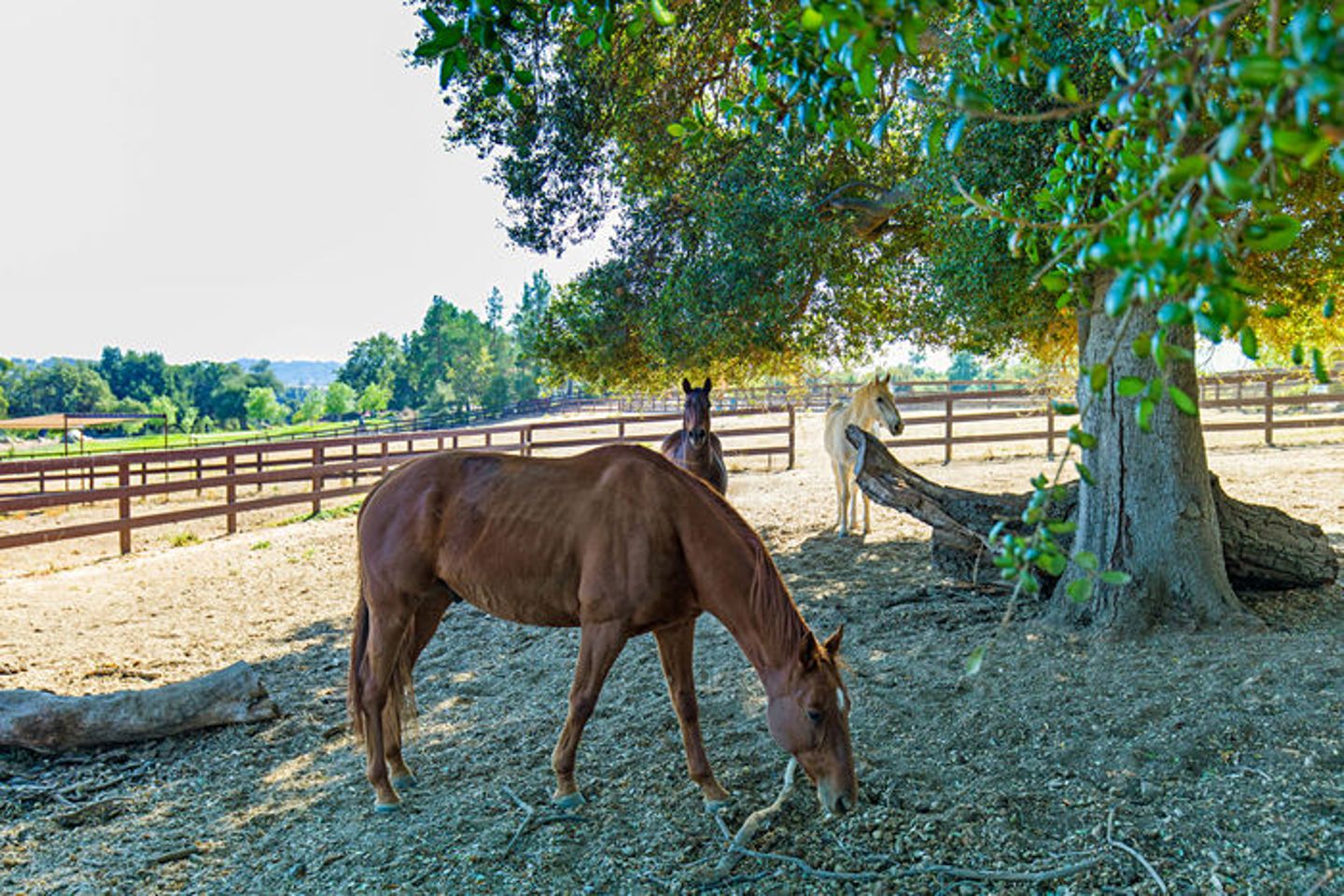 Horses eating