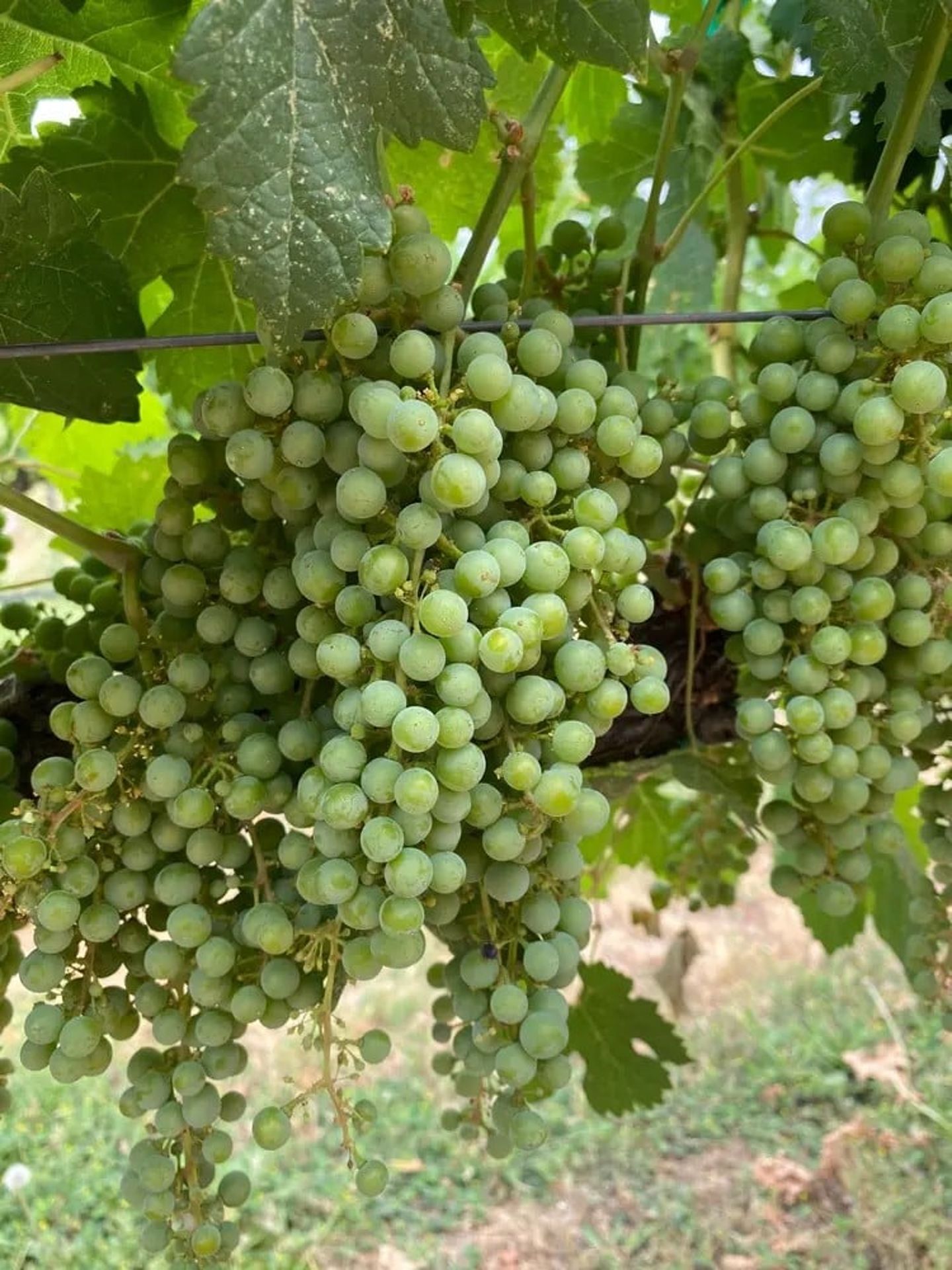 Wine grapes