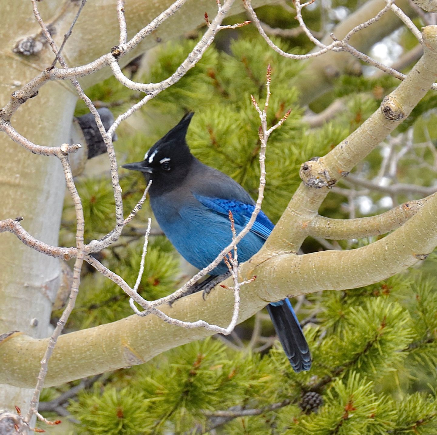 Bird in tree