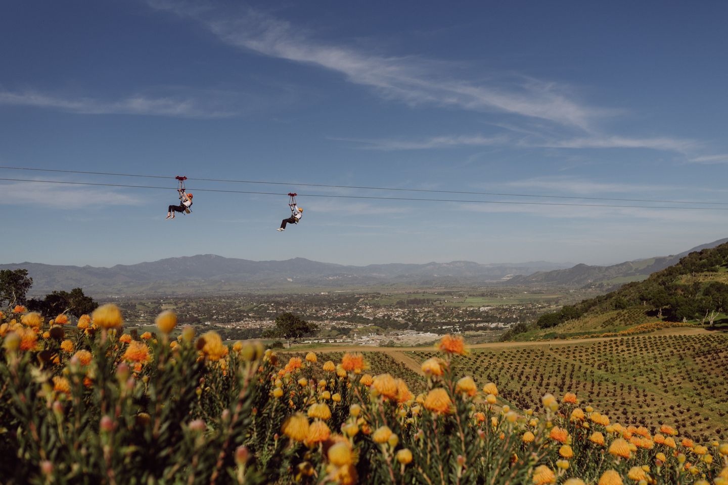 Zipliners over field