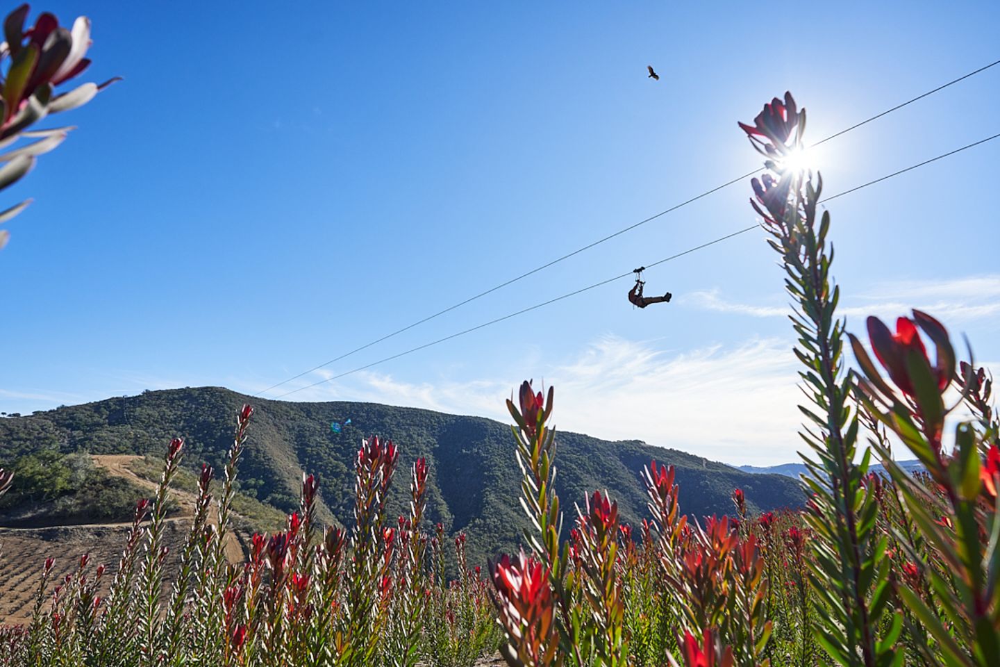 Person on zipline