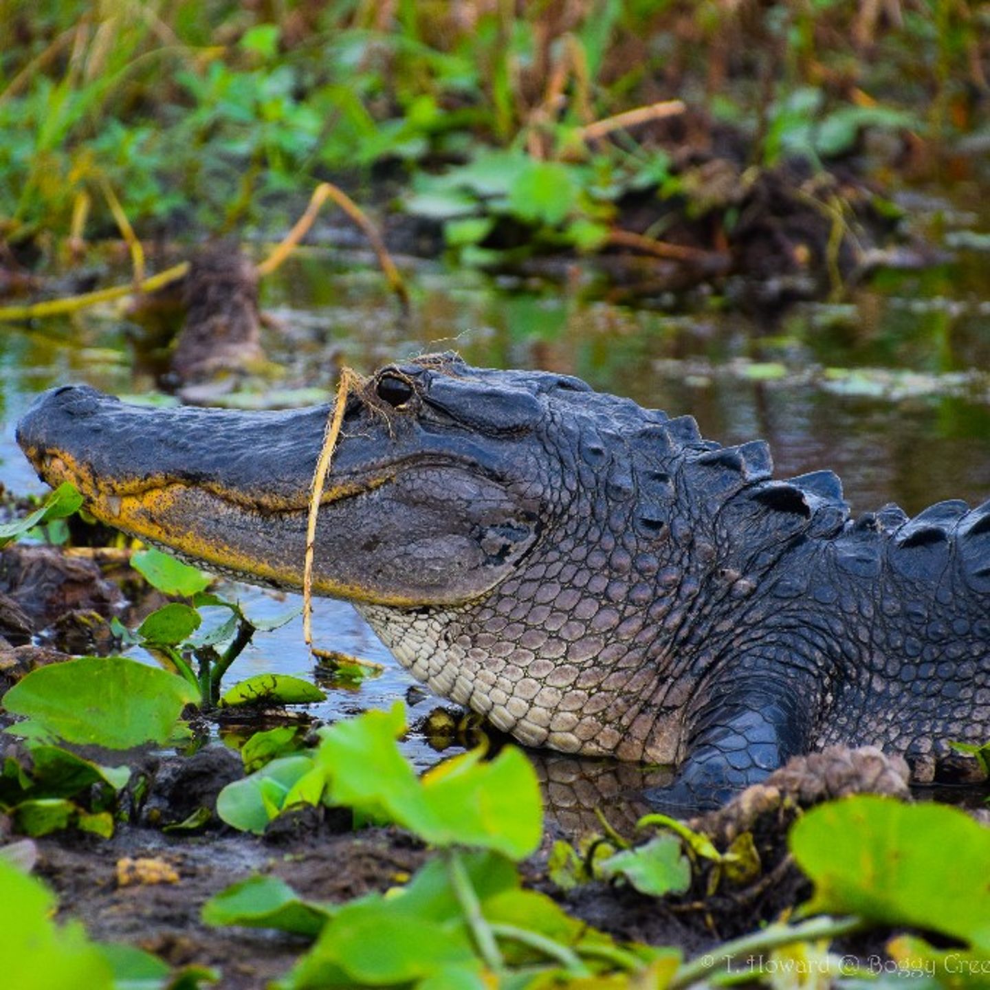 Alligator
