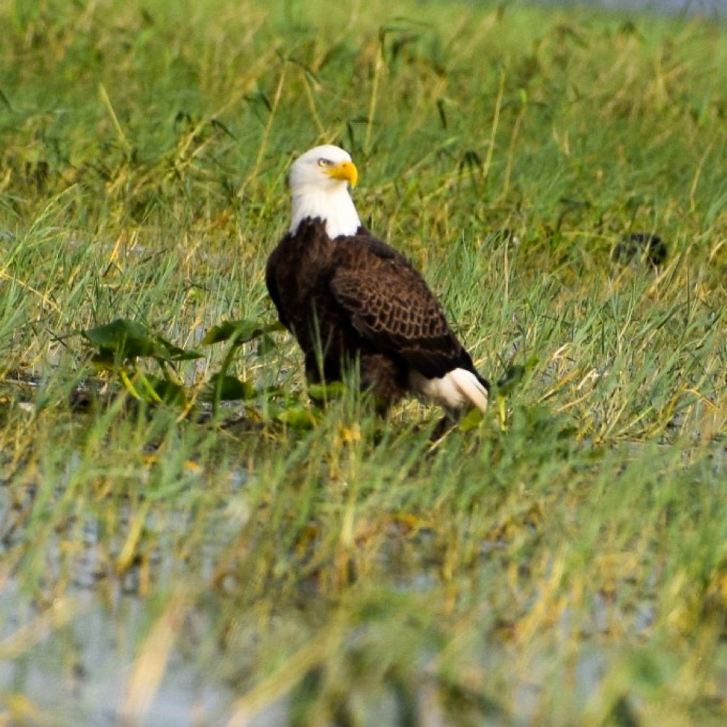 Bald Eagle