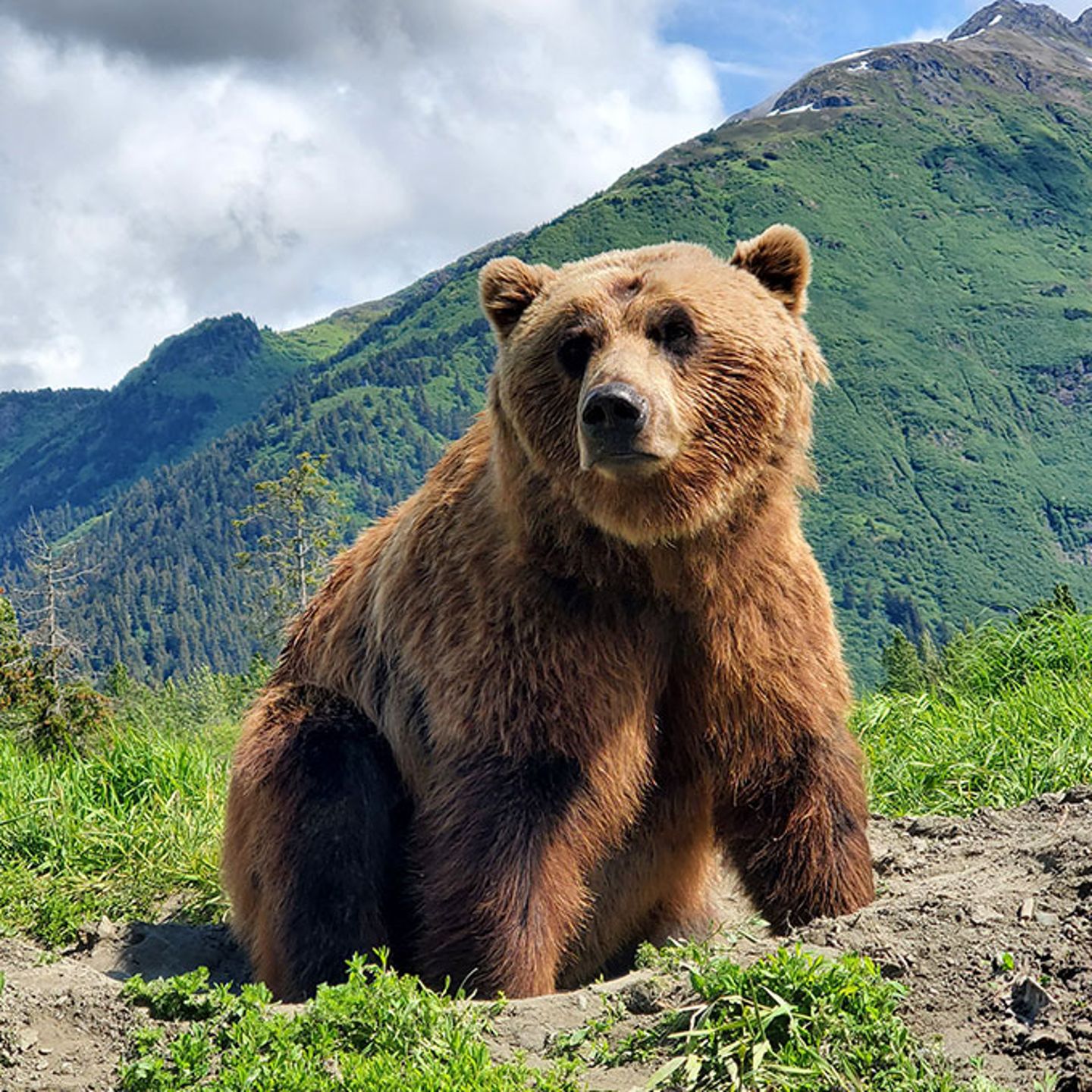 Alaska Wildlife