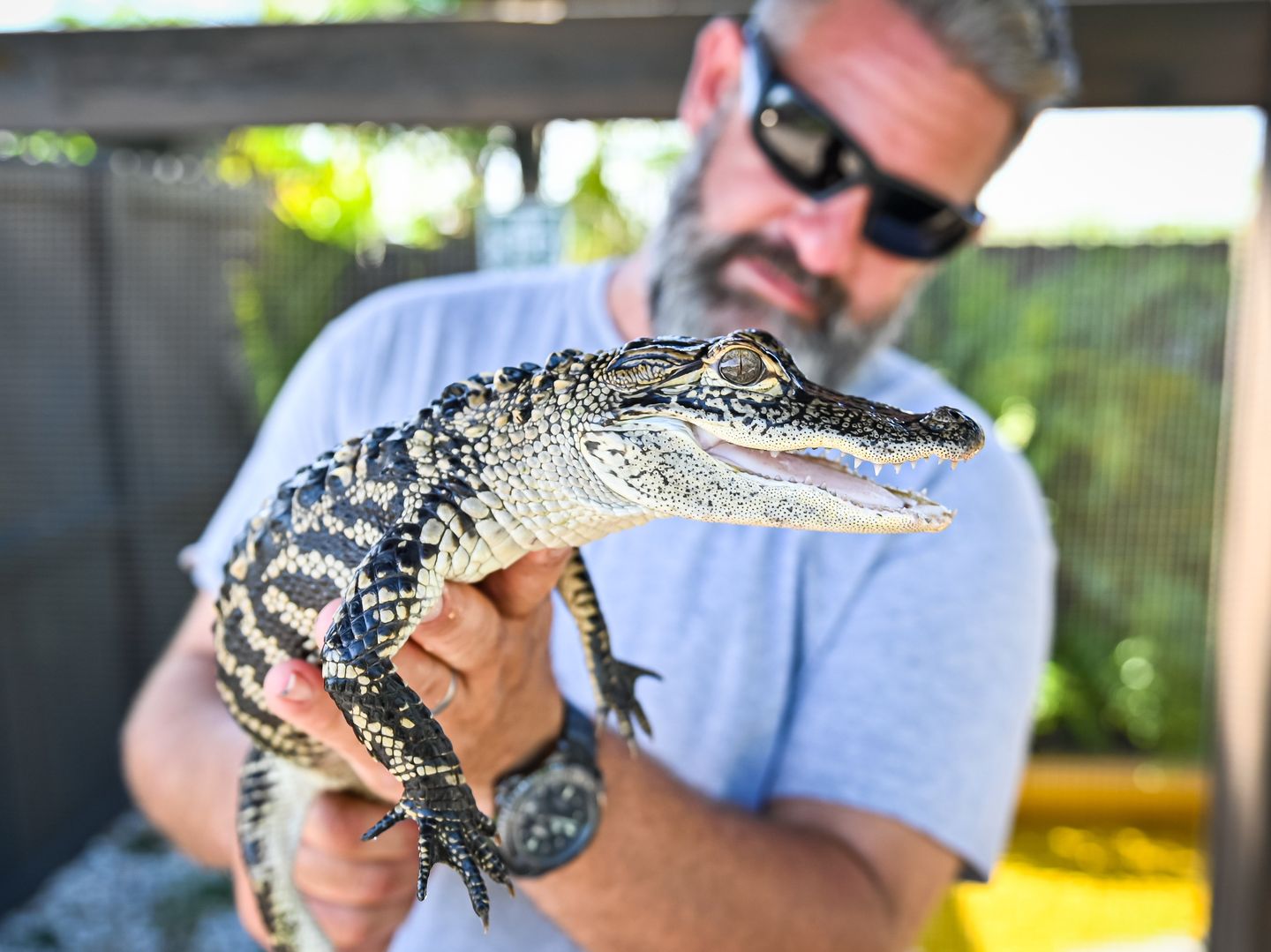 Meet the baby alligator