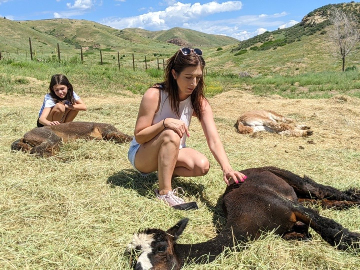Alpaca encounter