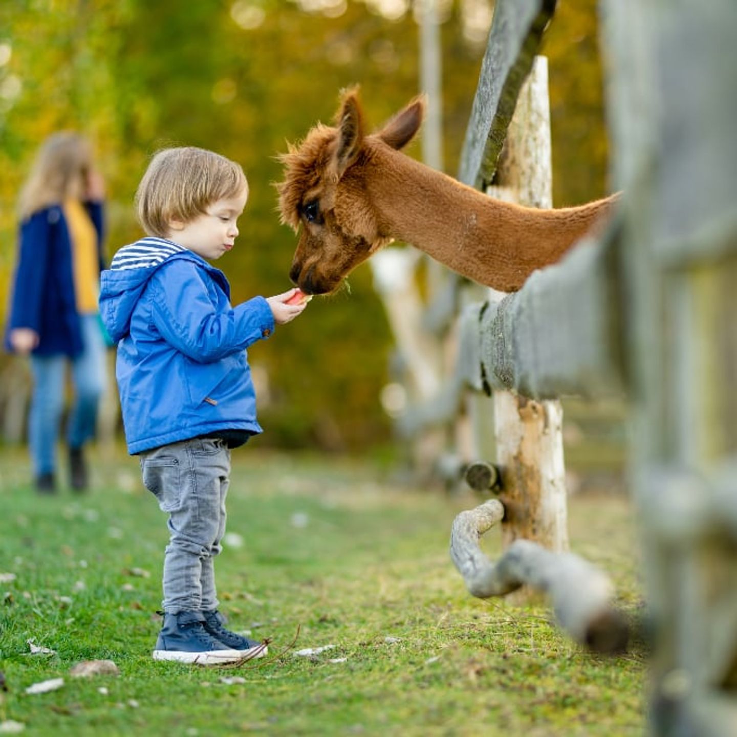 Kid with alpaca