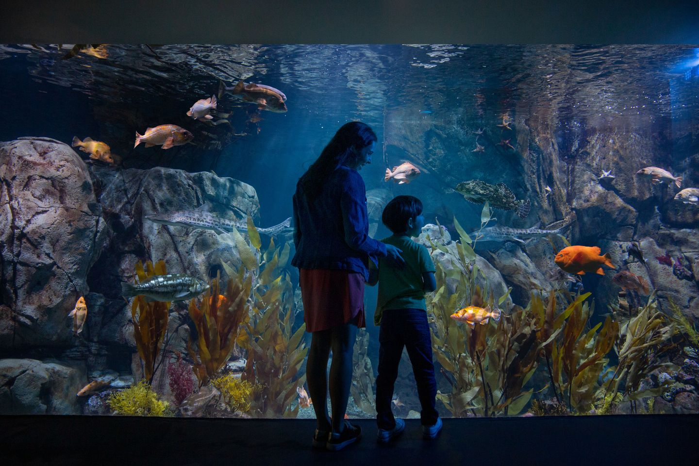 Aquariuim