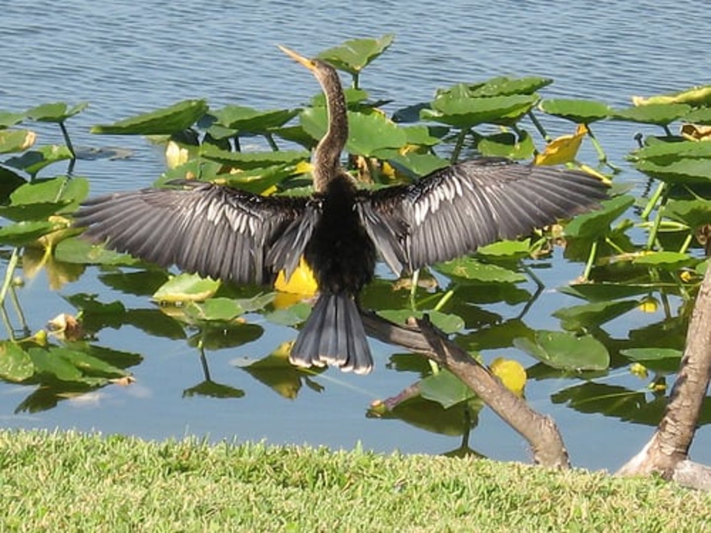 Anhinga