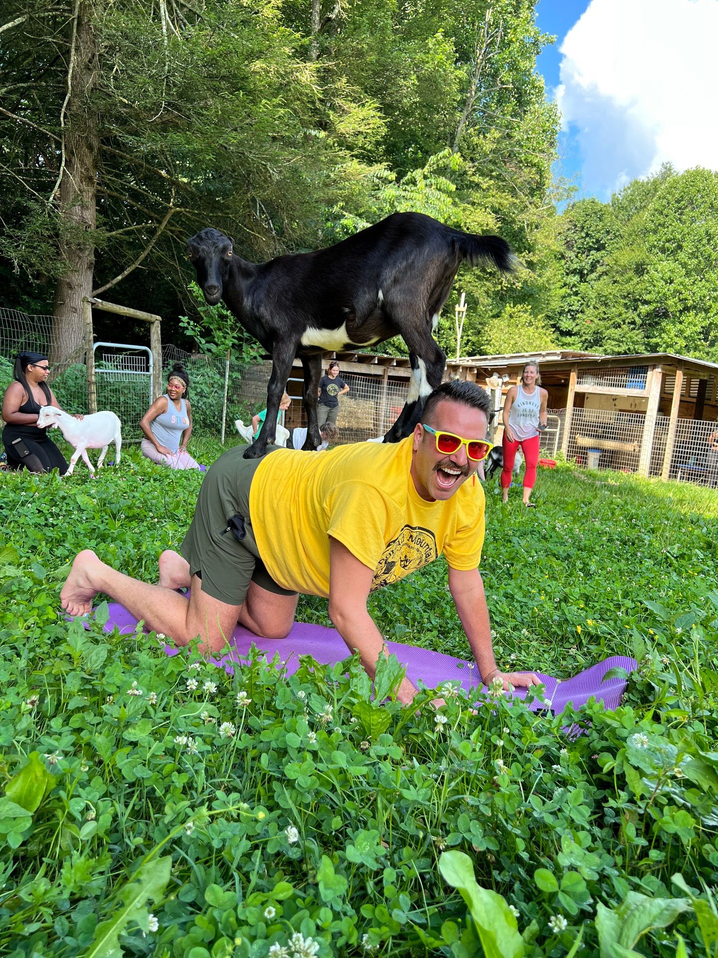 Goat on Man During Yoga