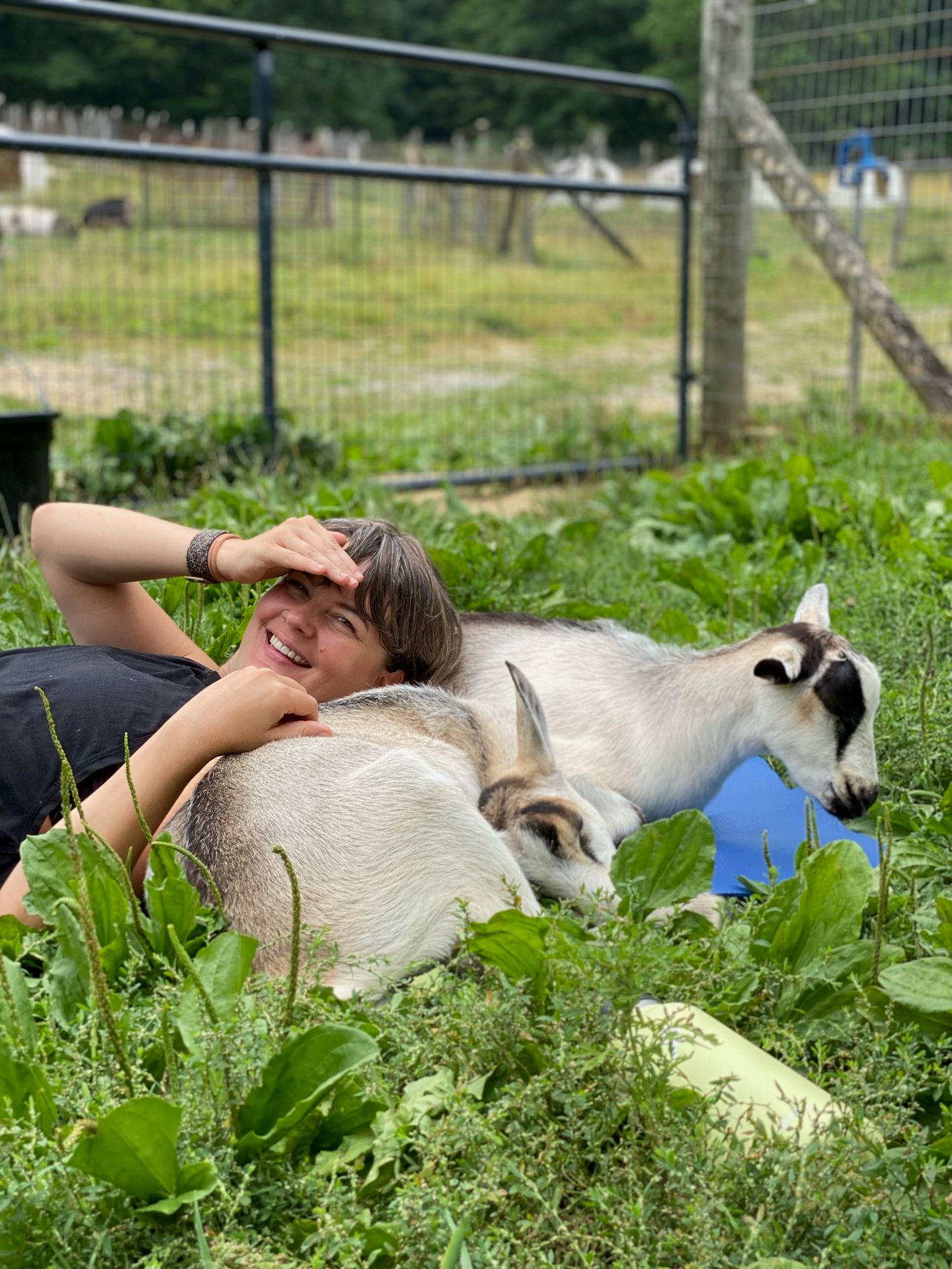 Yoga with Goats
