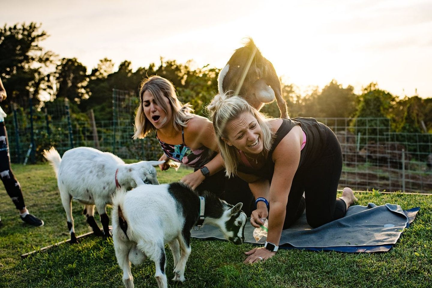Yoga with Goats in Hawaii