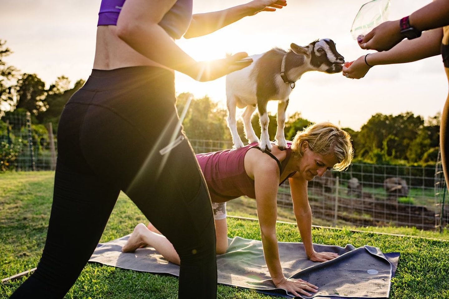 Feeding Goats during Yoga