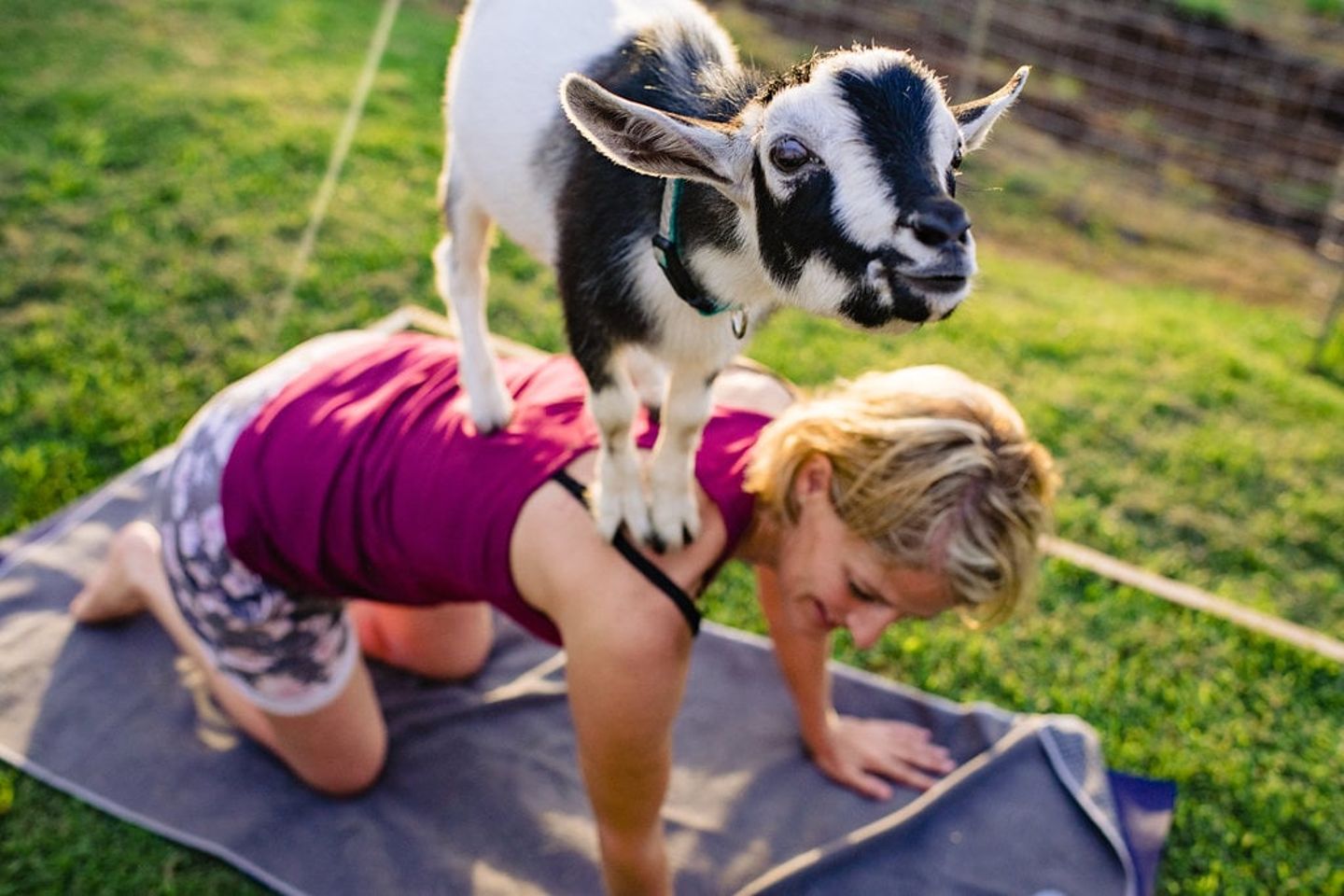 Sunset Goat Yoga