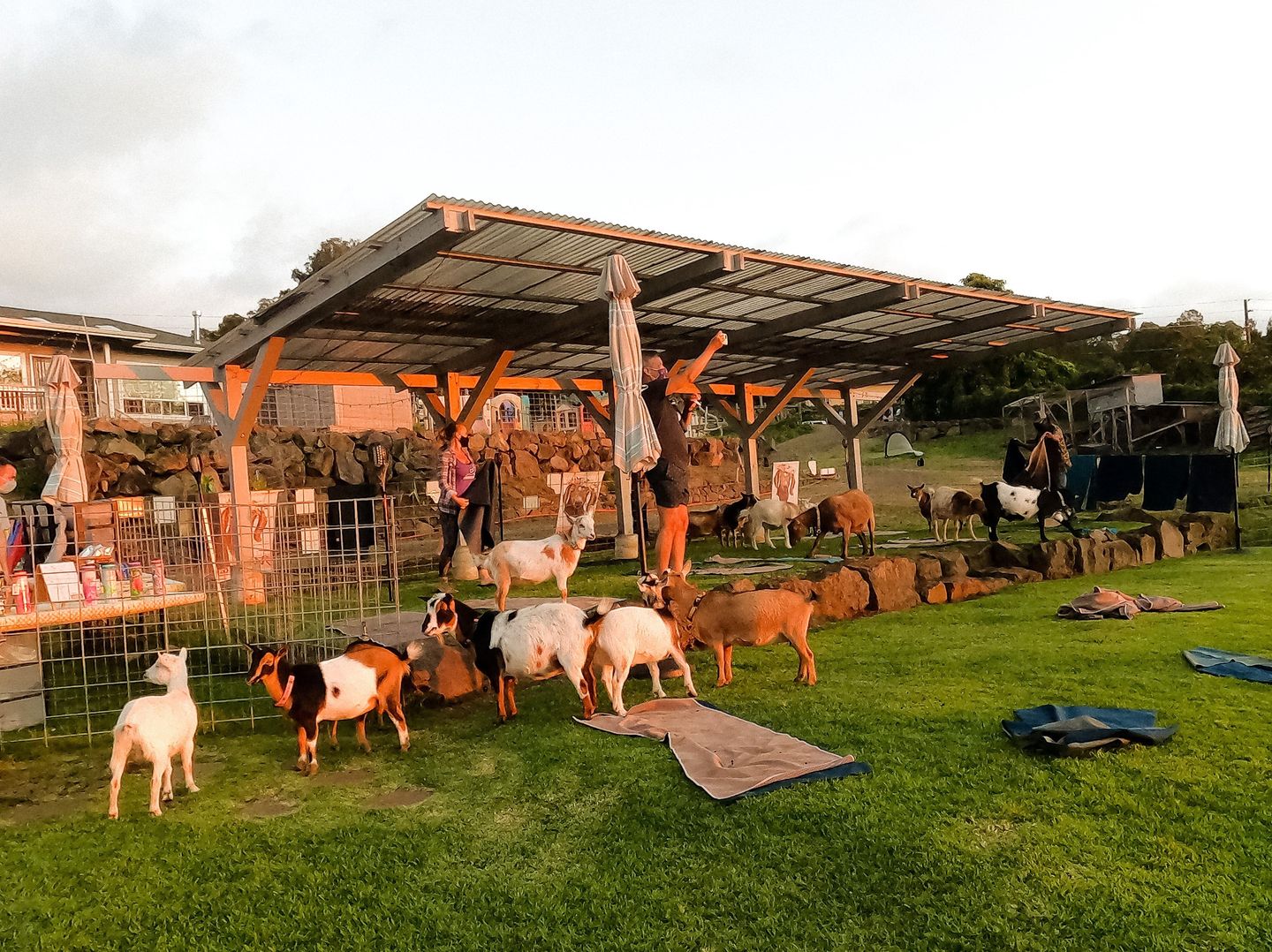 Sunset Live Music and Yoga Expereince