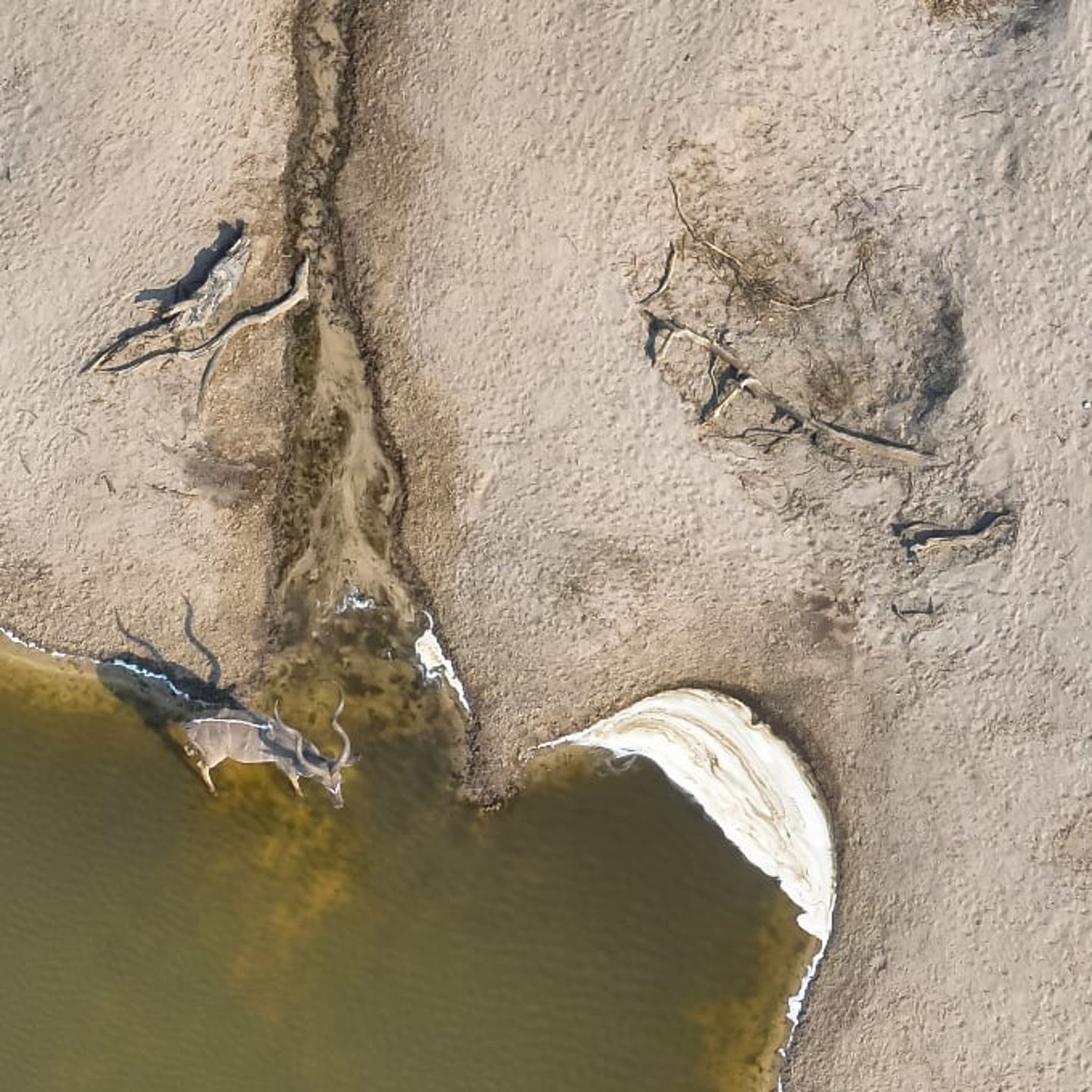 Antelope watering hole