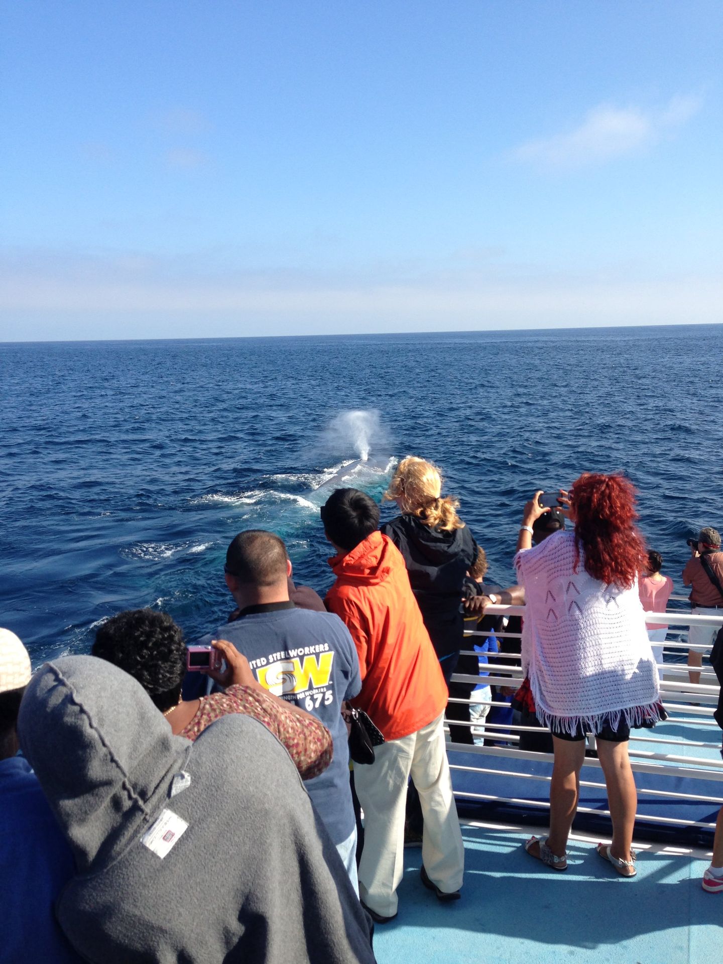 Group on boat watching whale
