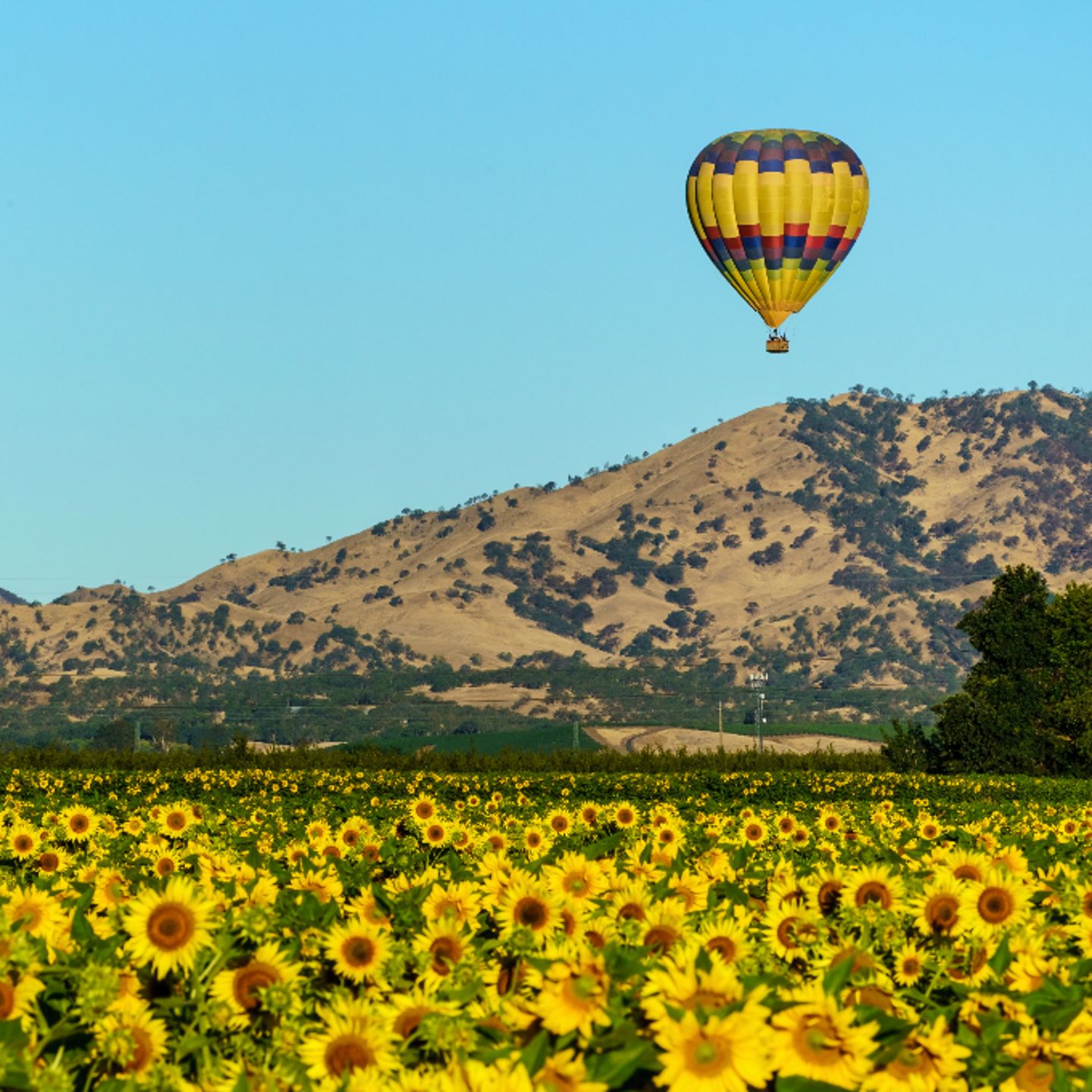 Hot air balloon over sunflowers