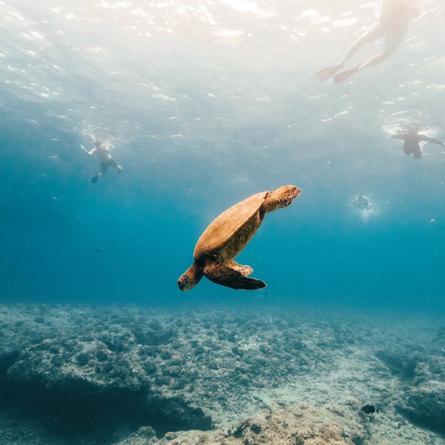 Big Turtle