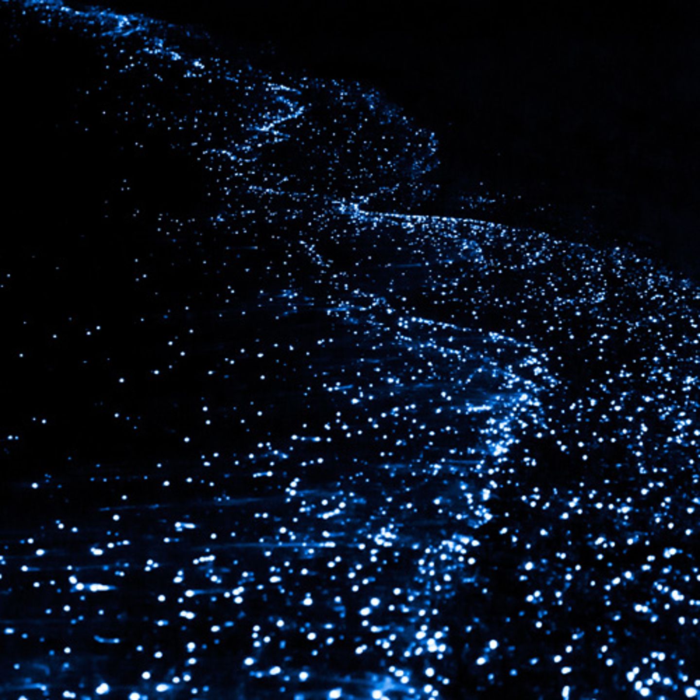 Bioluminescence in Florida