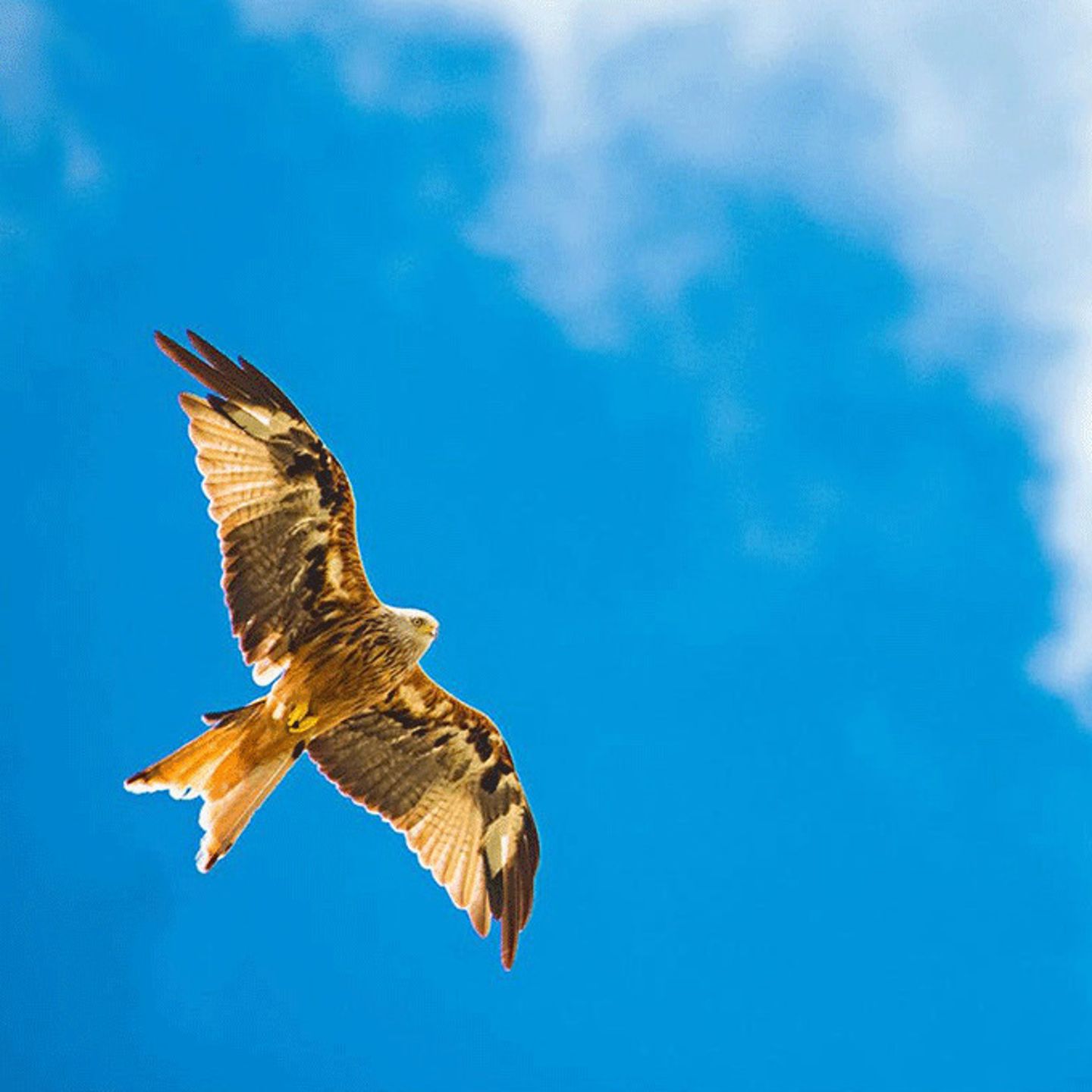 Bird Flying