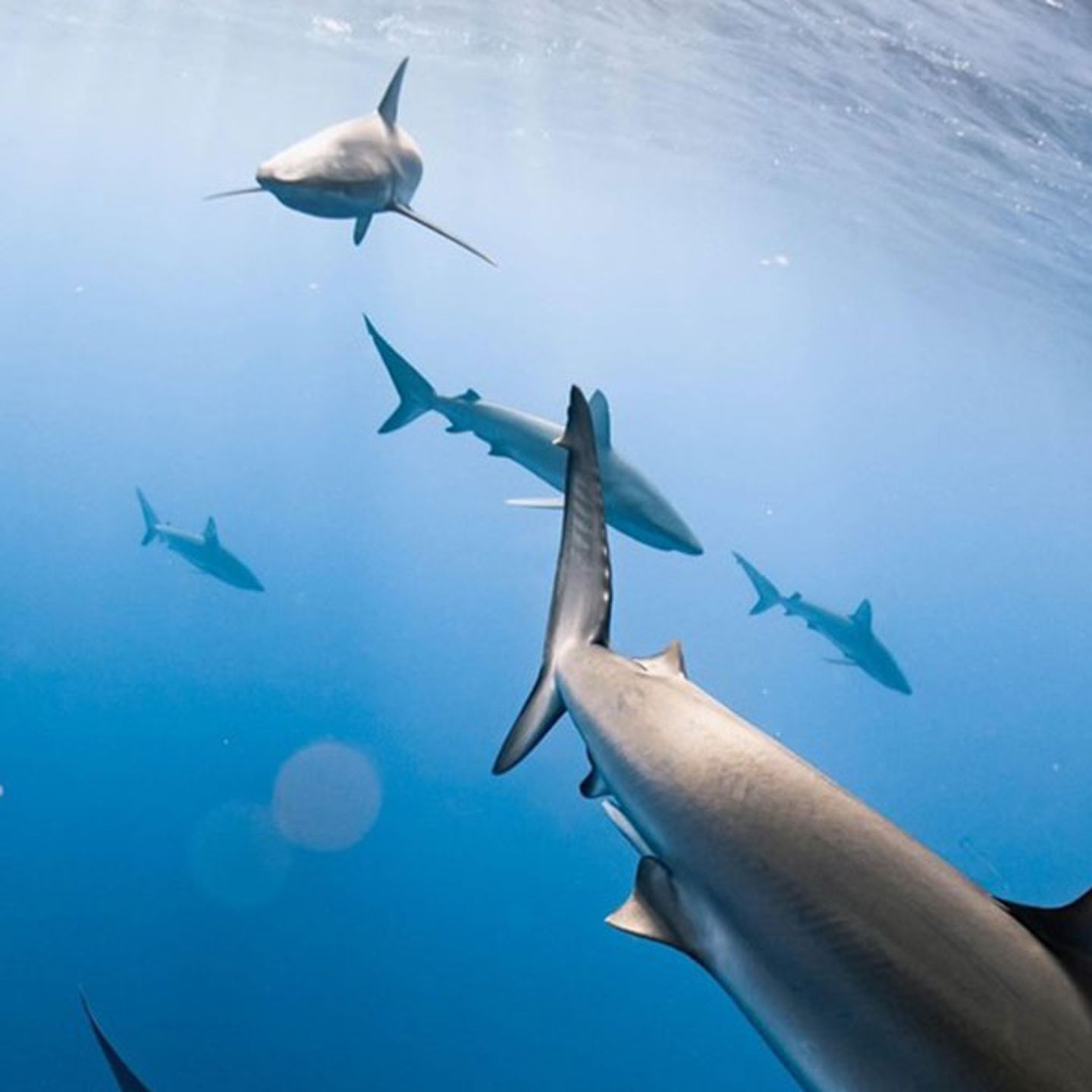 Snorkel with Sharks