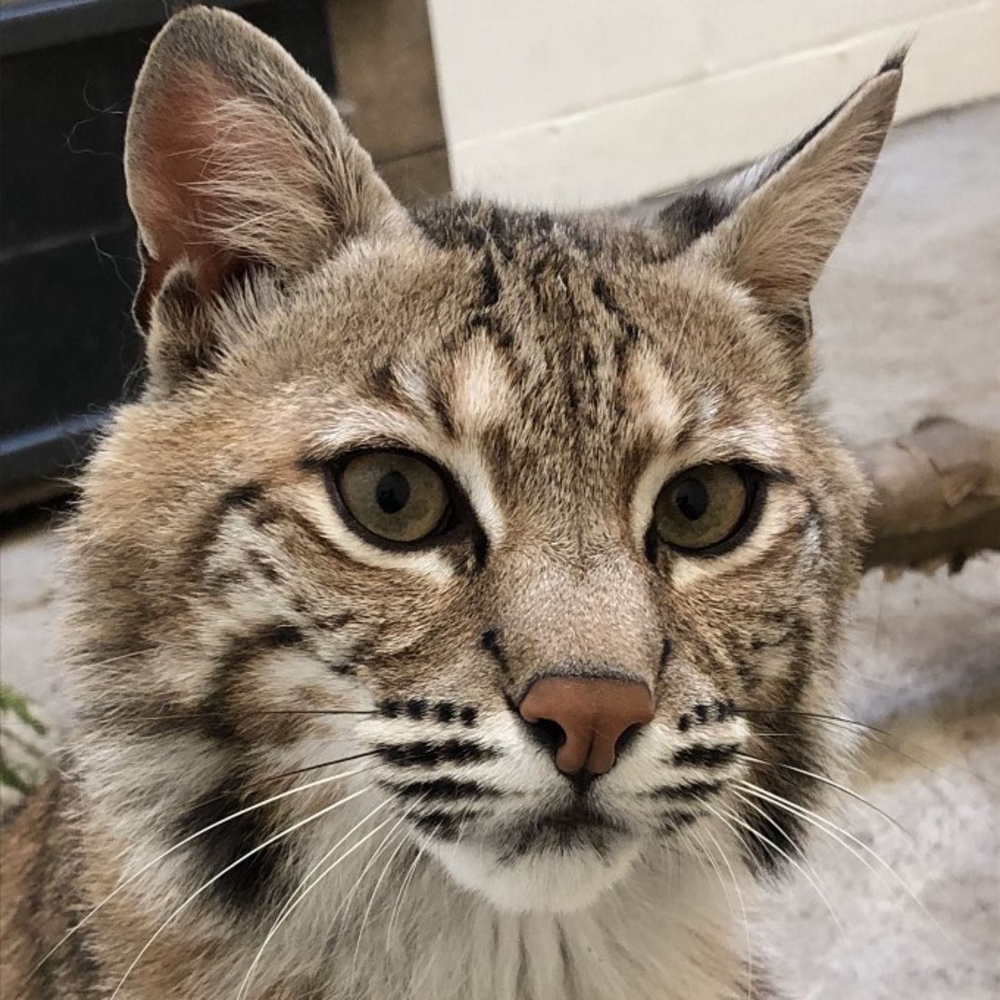 Bobcat up close