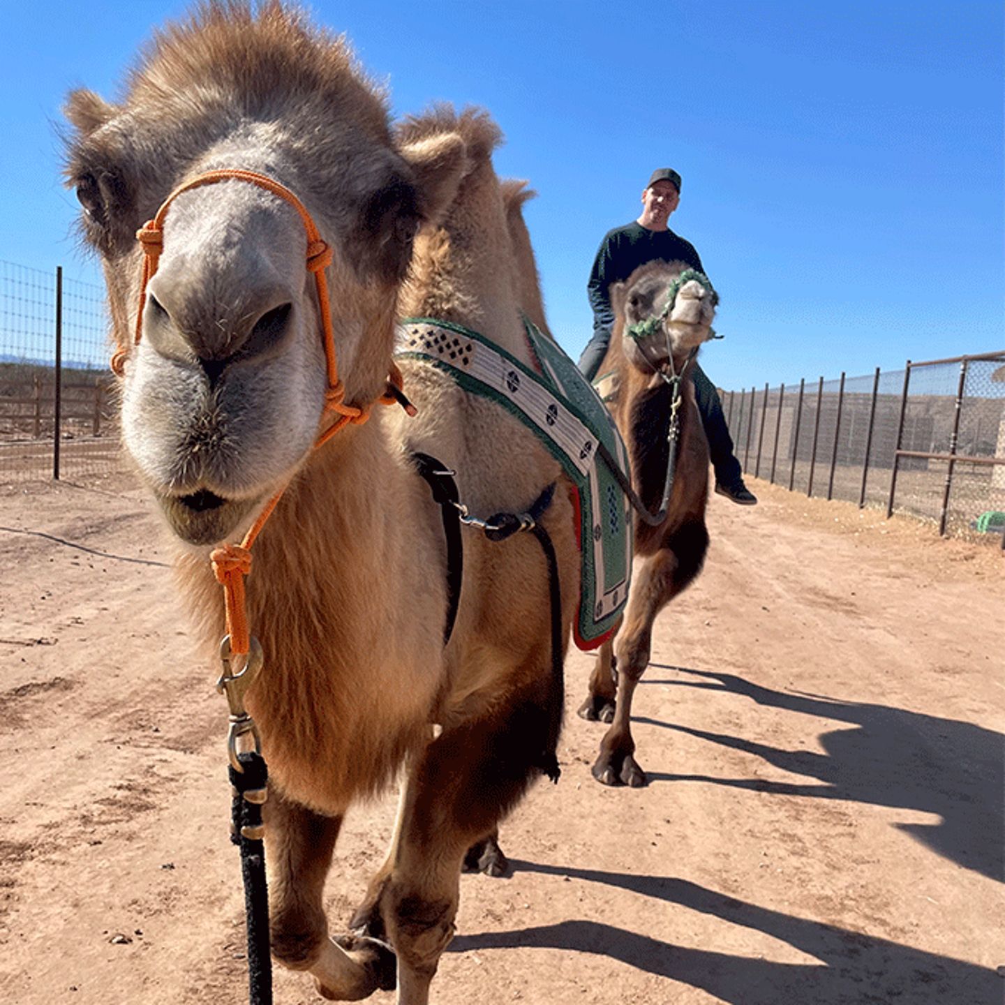 Camel Ride