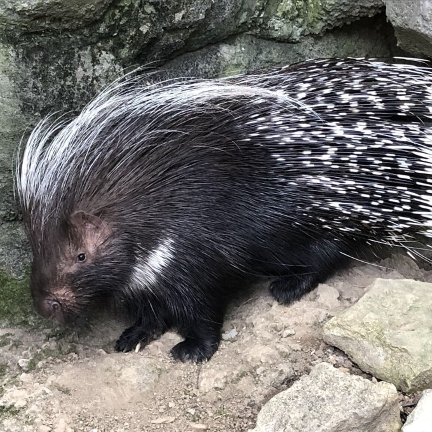 Porcupine up close
