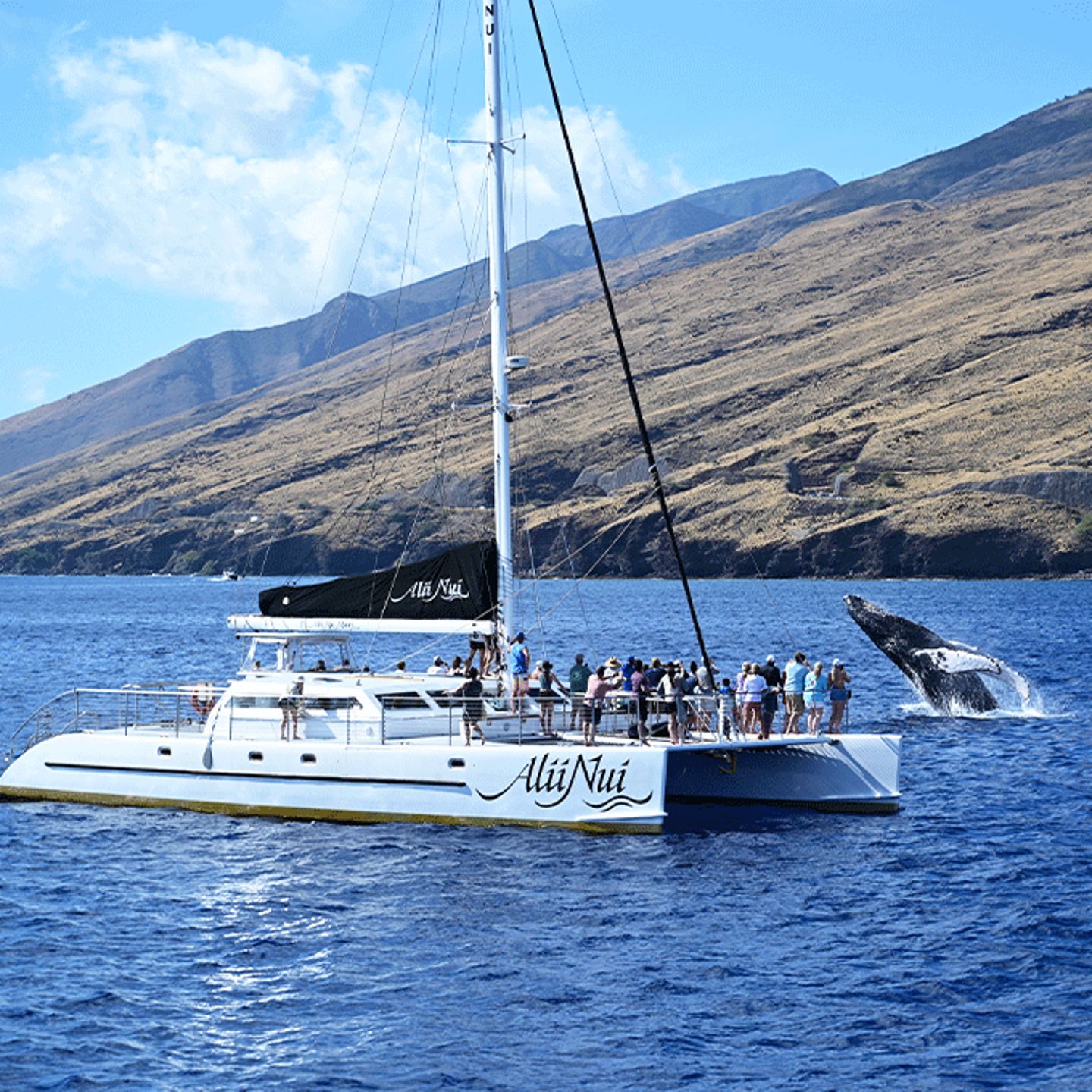 Catamaran Sail