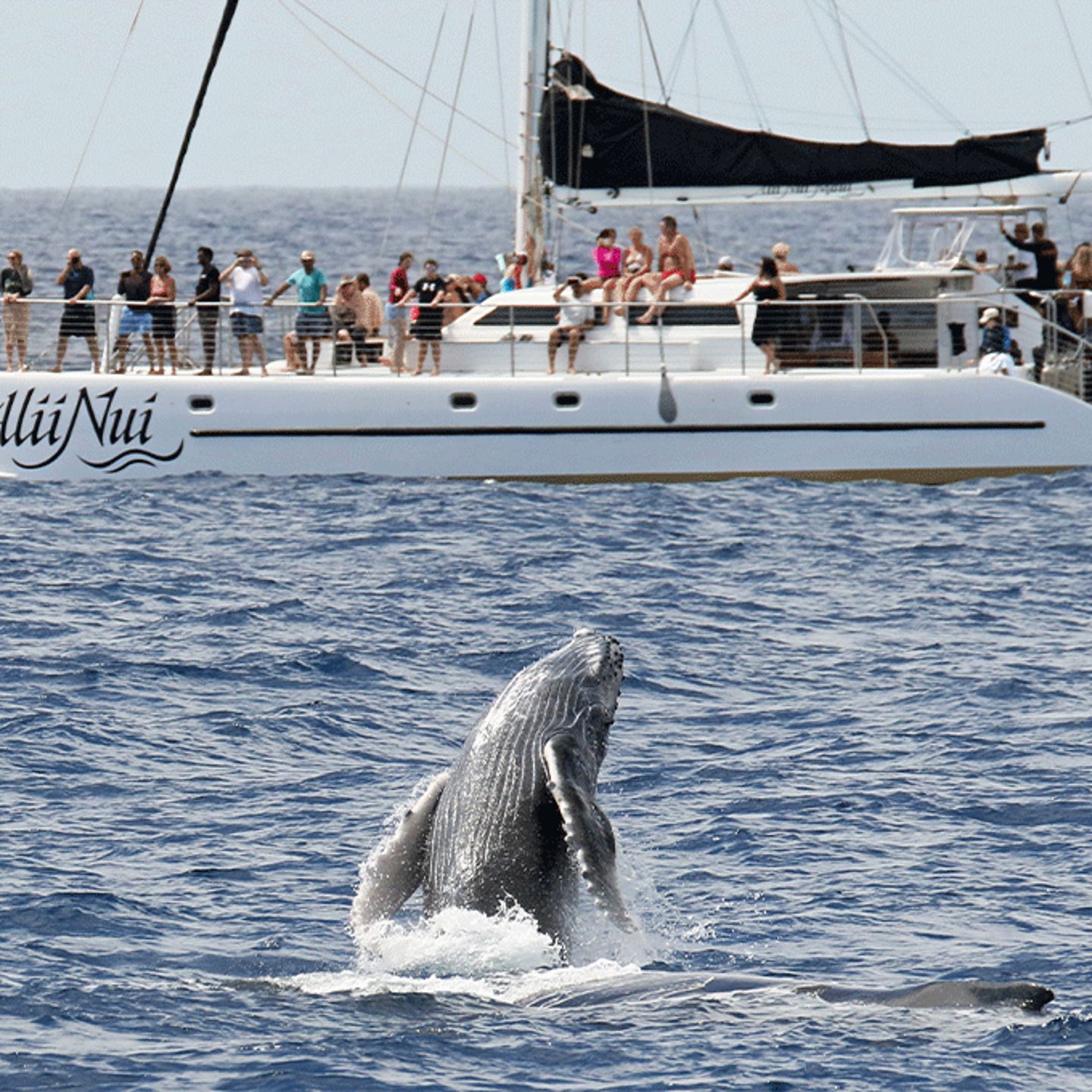 Whale Watching from Cruise