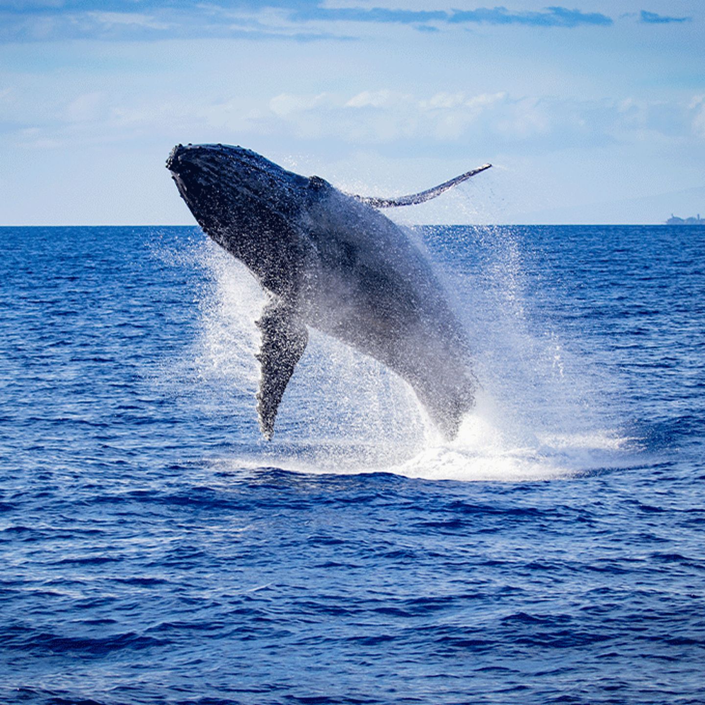 Whales