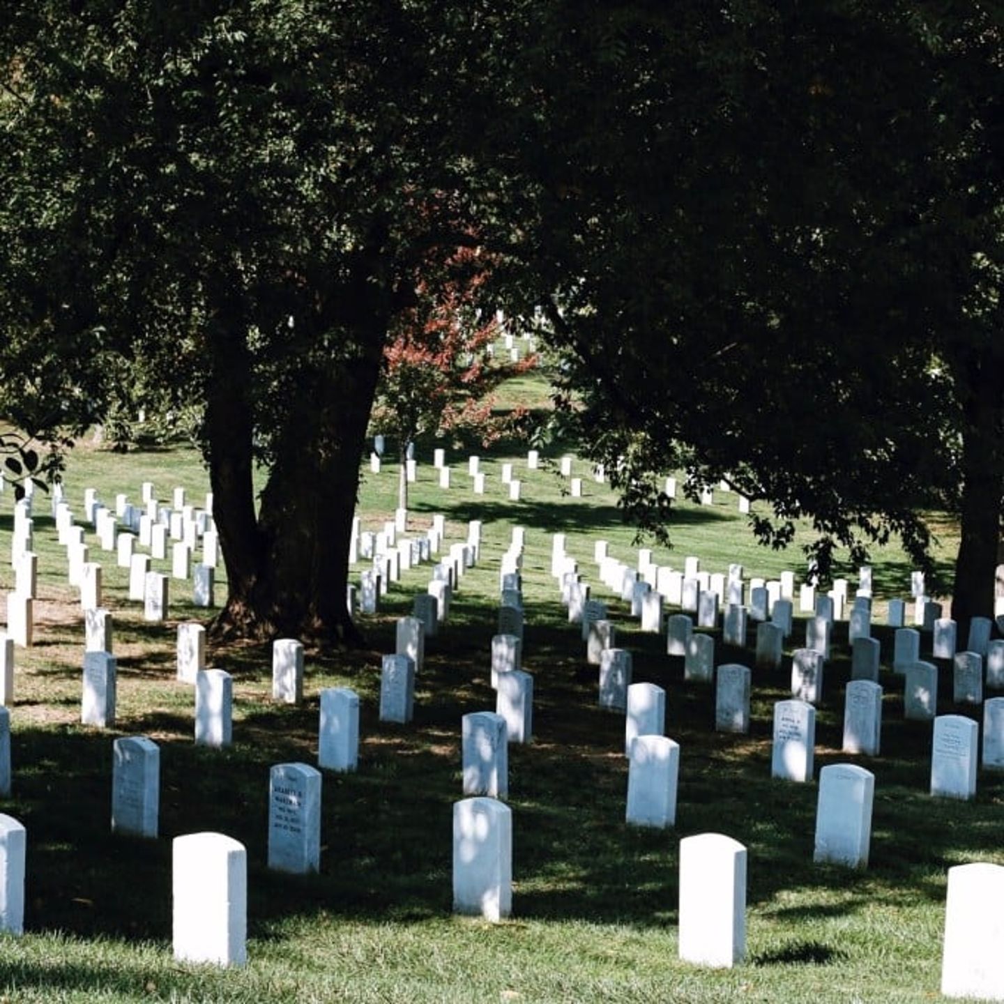 Grave Stones Under Tree 