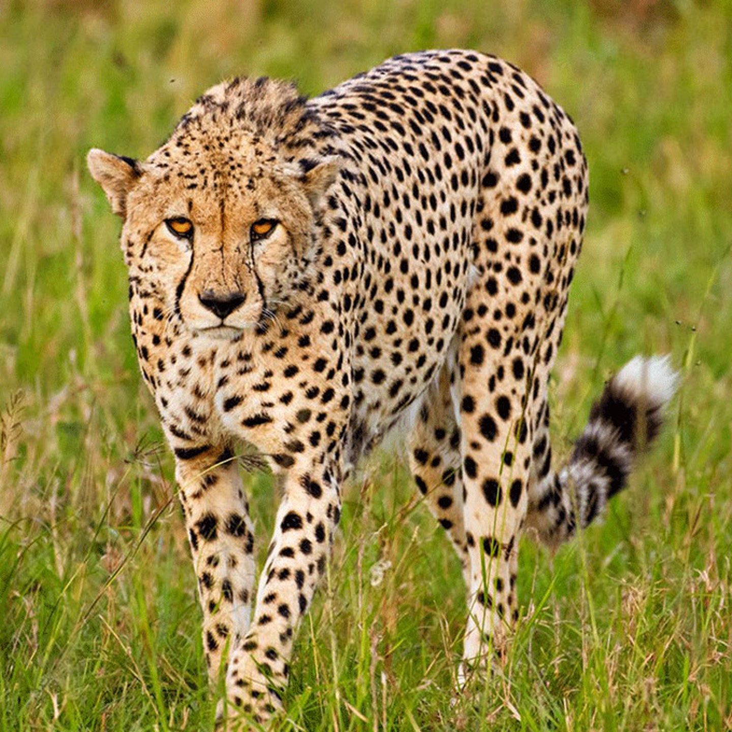 Cheetah