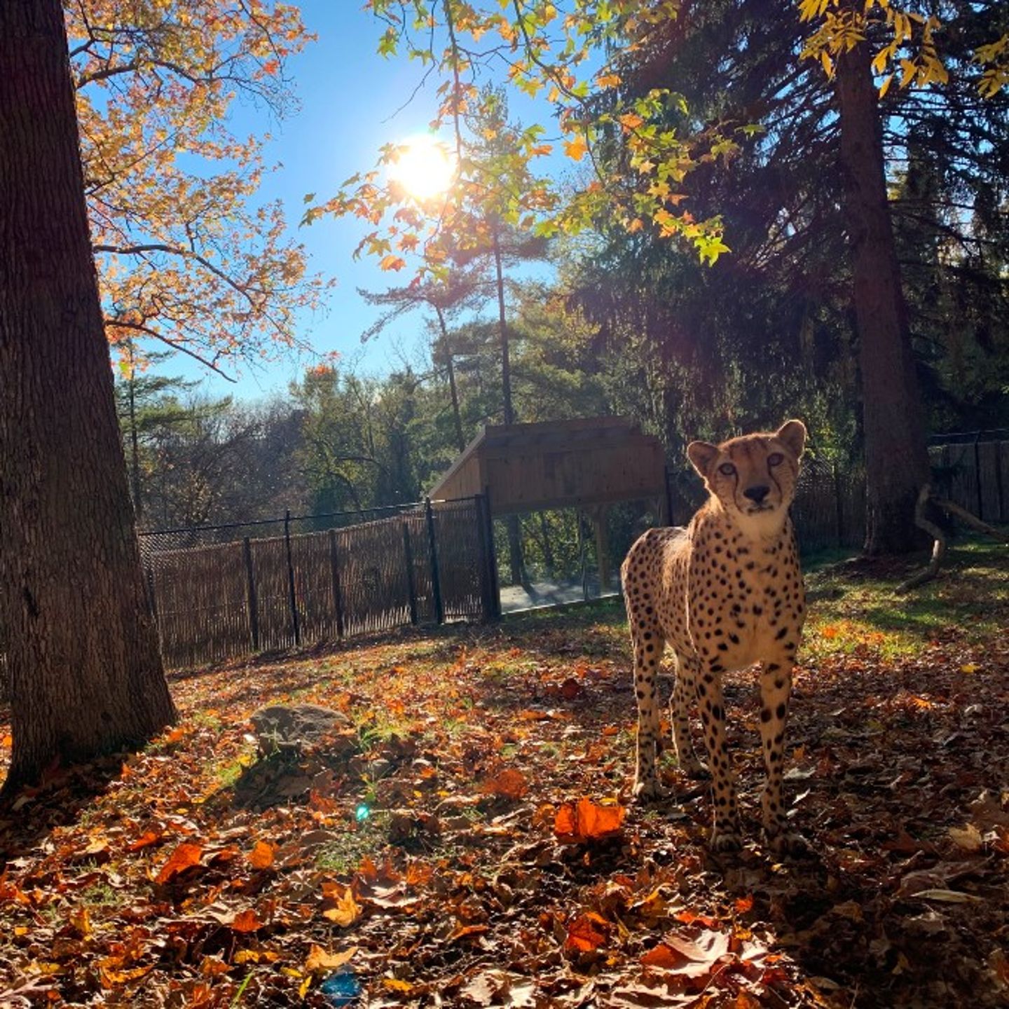 Cheetah in enclosure