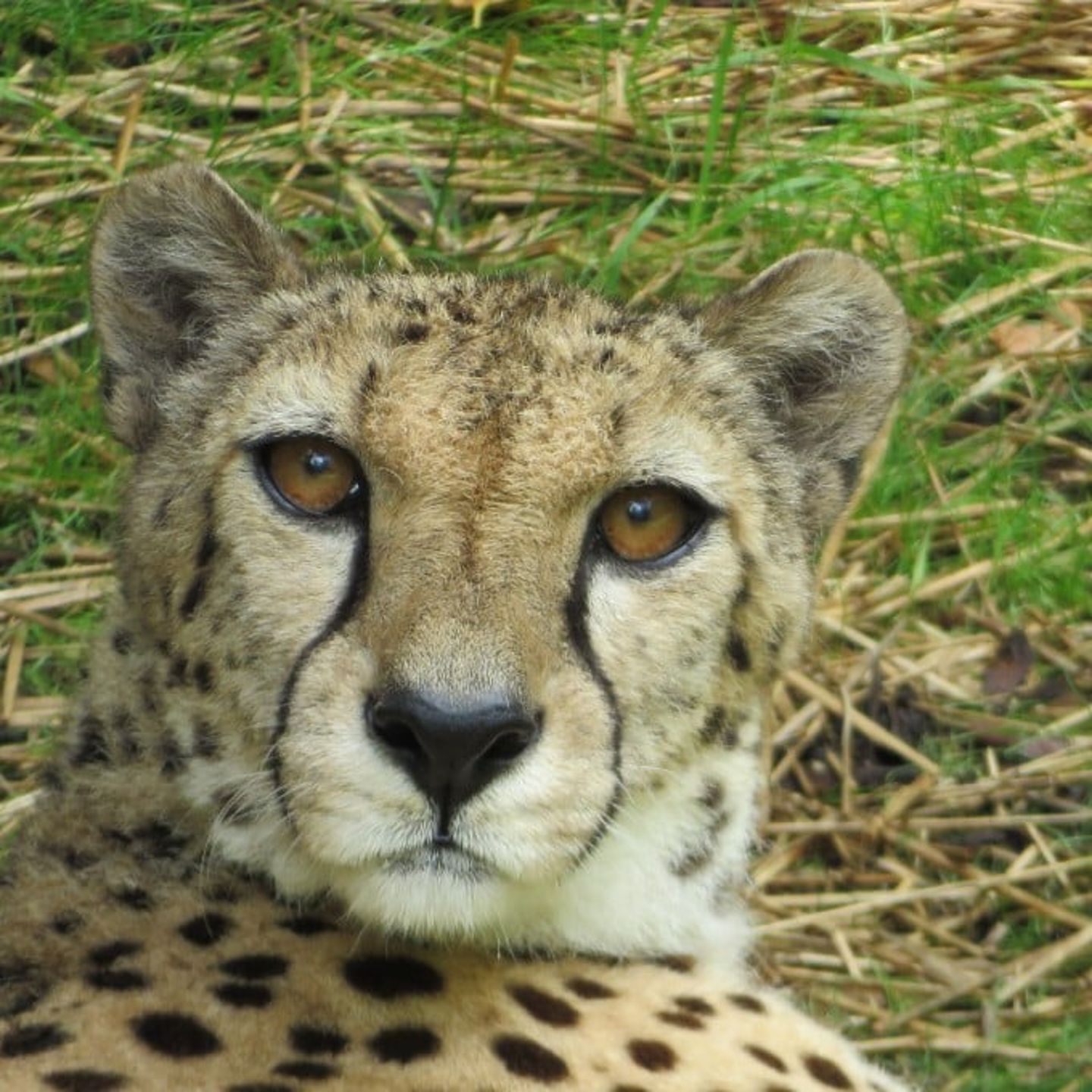 Cheetah up close