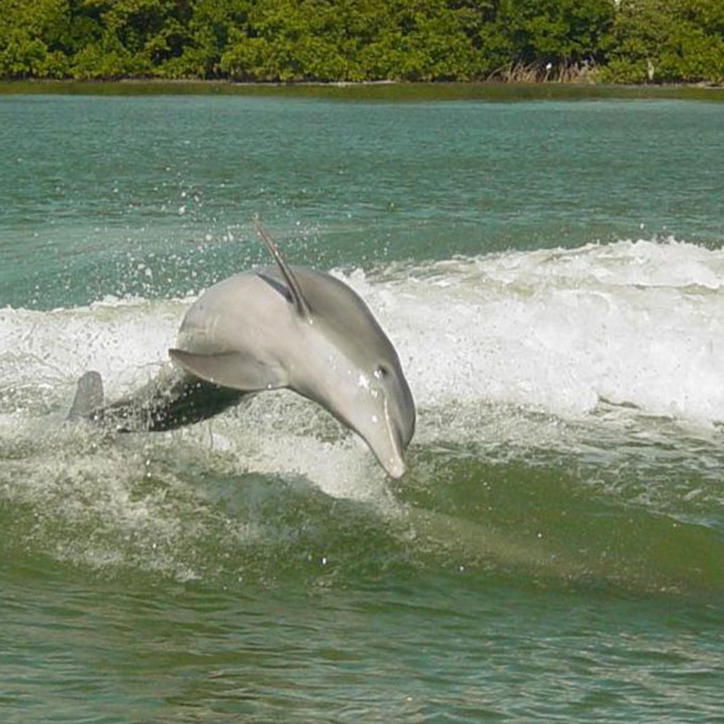 Dolphin Watching