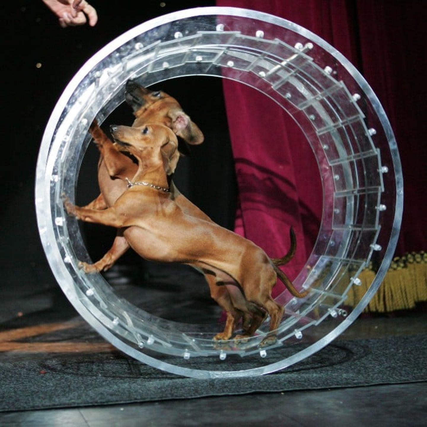 Dogs in wheel