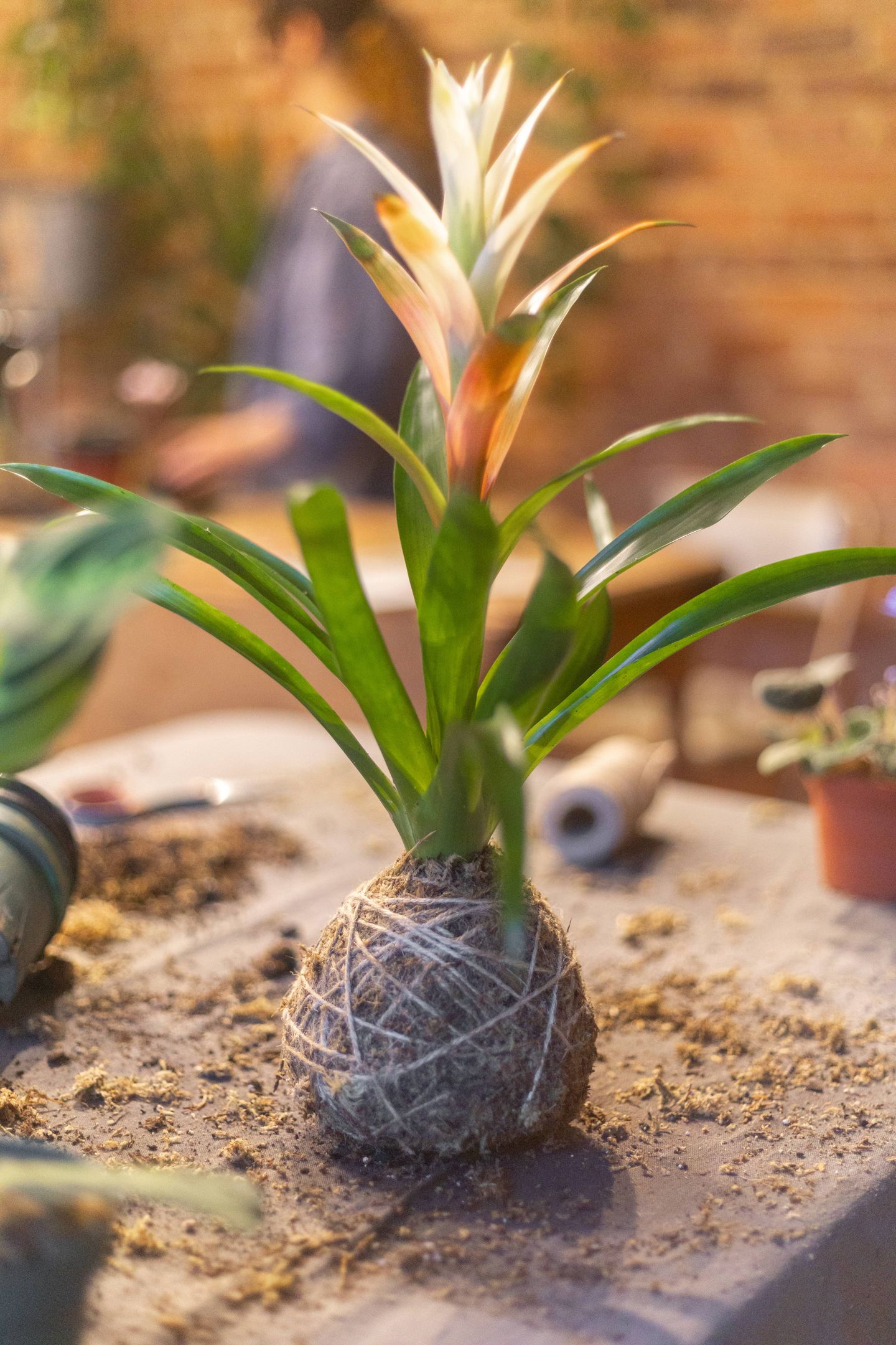 Kokedama Plants